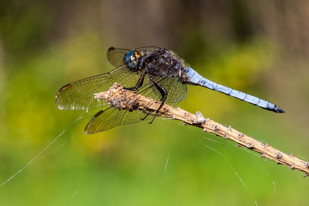 Ein männlicher Kleiner Blaupfeil (Orthetrum coerulescens)