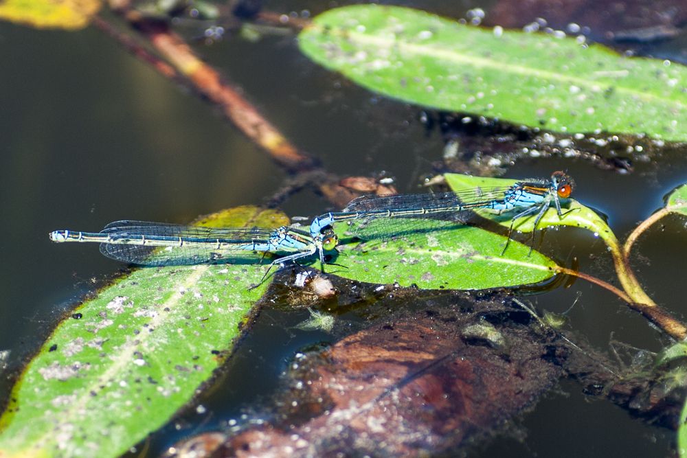 Kleine Granataugen (Erythromma viridulum) bei der Paarung, das Weibchen (links) wird vom Männchen am Kopf gehalten.