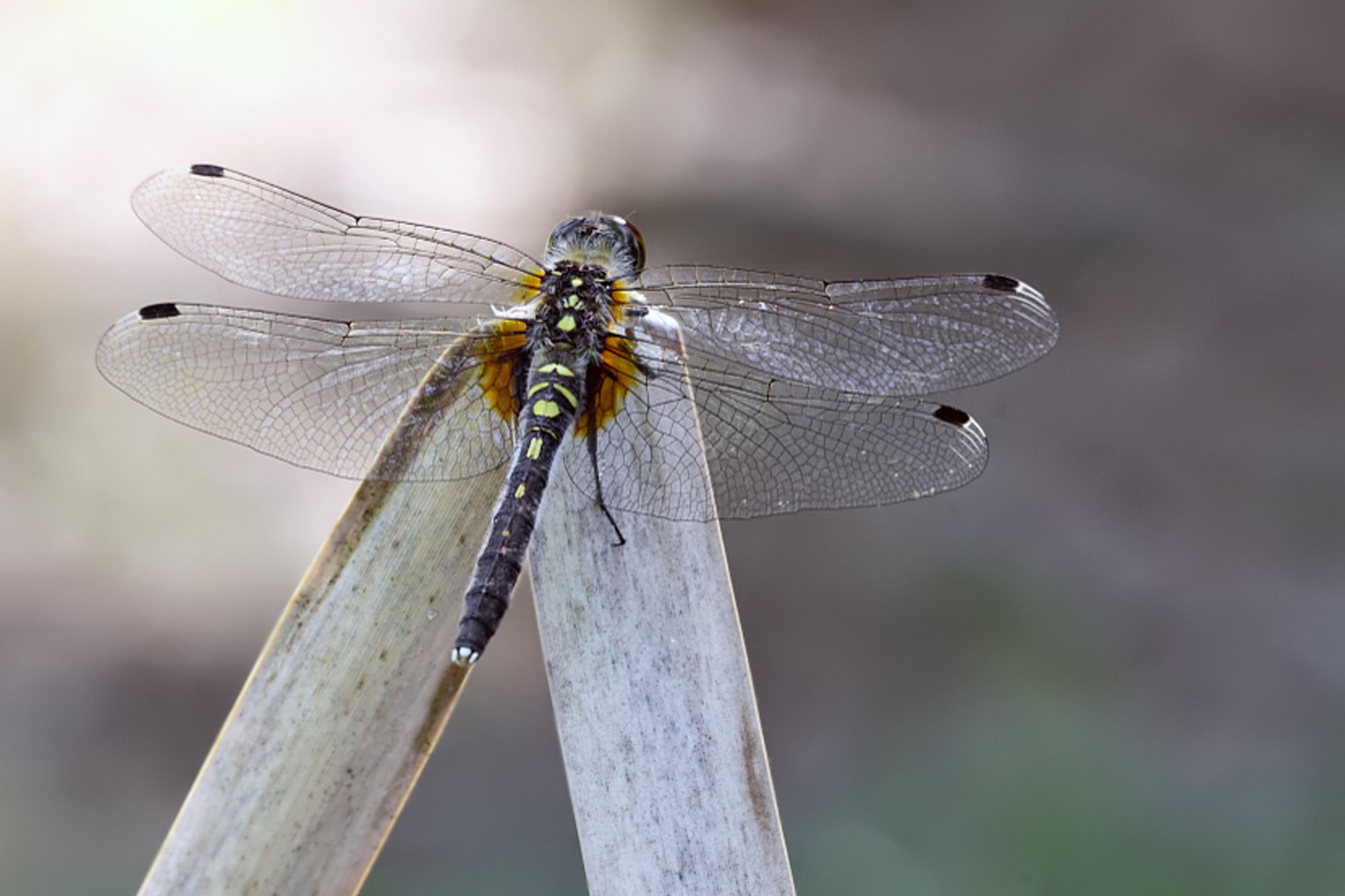 Eine weibliche Östliche Moosjungfer (Leucorrhinia albifrons)