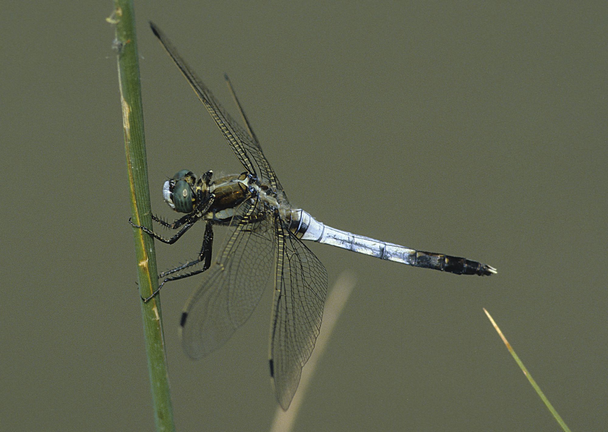 Männchen des Östlichen Blaupfeils (Foto: Heiko Bellmann)