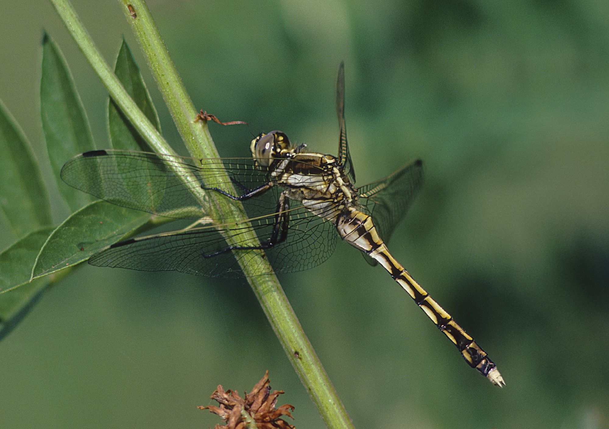 Weibchen des Östlichen Blaupfeils (Foto: Heiko Bellmann)