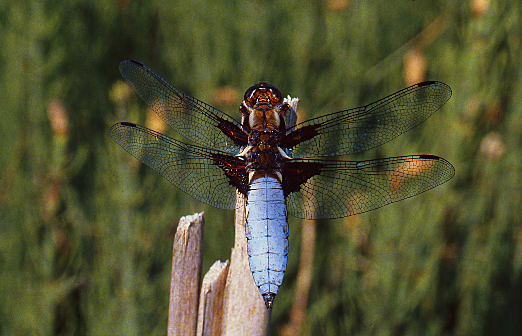 Männchen des Plattbauchs (Foto: Wolfgang Willner)