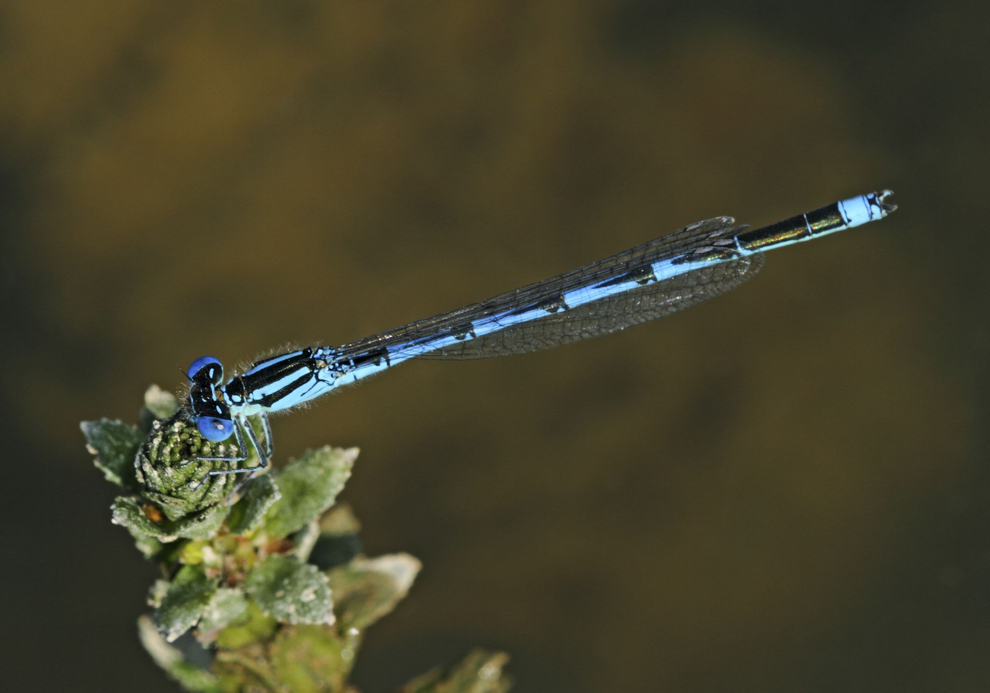 Ein männliches Saphirauge (Erythromma lindenii)