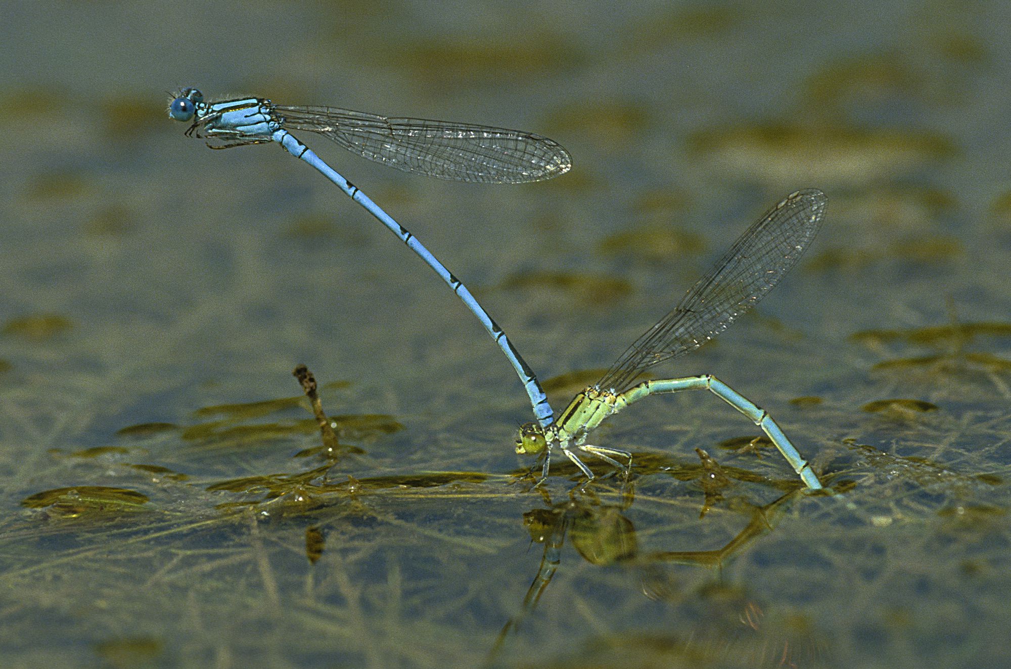 Saphiraugen (Erythromma lindenii) bei der Eiablage im Tandem, das Weibchen (unten) wird vom Männchen am Kopf gehalten.