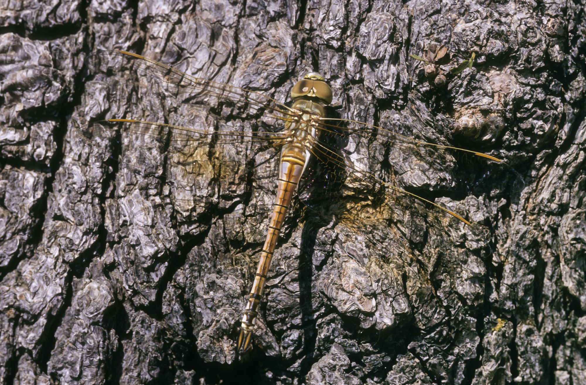 Weibchen der Schabracken-Königslibelle (Foto: Frank Hecker)