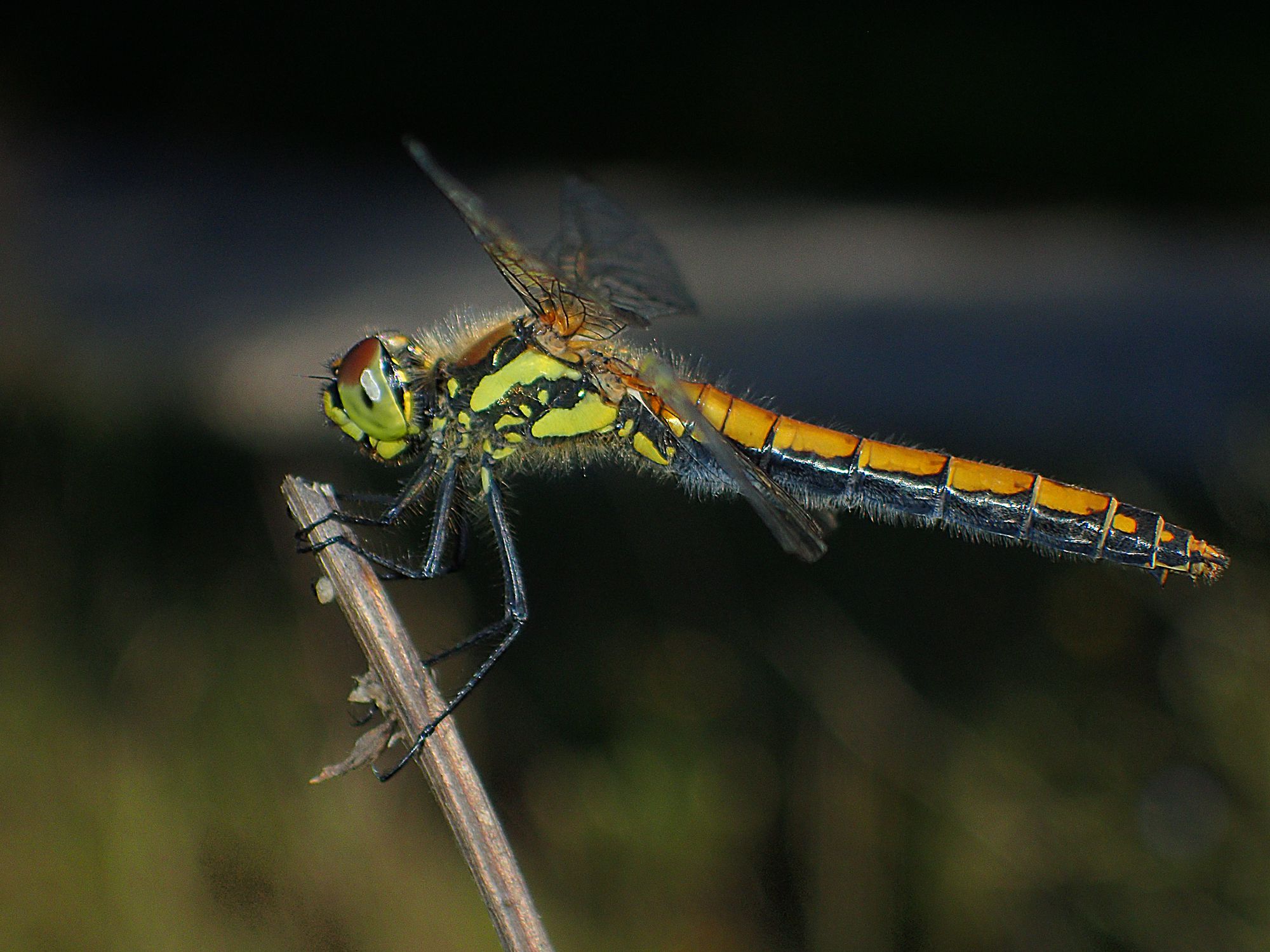 Weibchen der Schwarzen Heidelibelle (Foto: Wolfgang Willner)