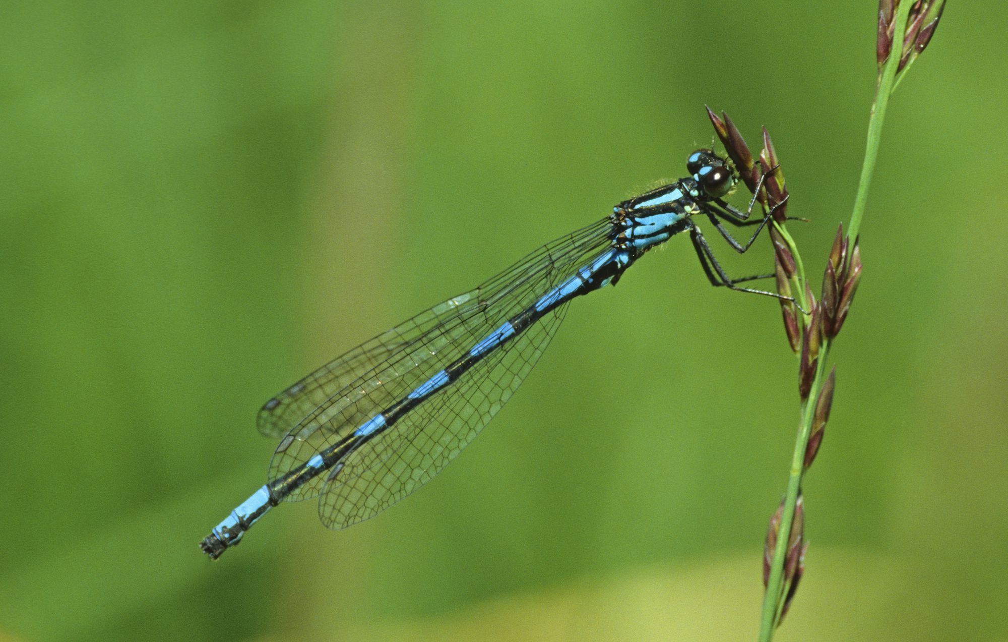 Eine männliche Sibirische Azurjungfer (Coenagrion hylas)