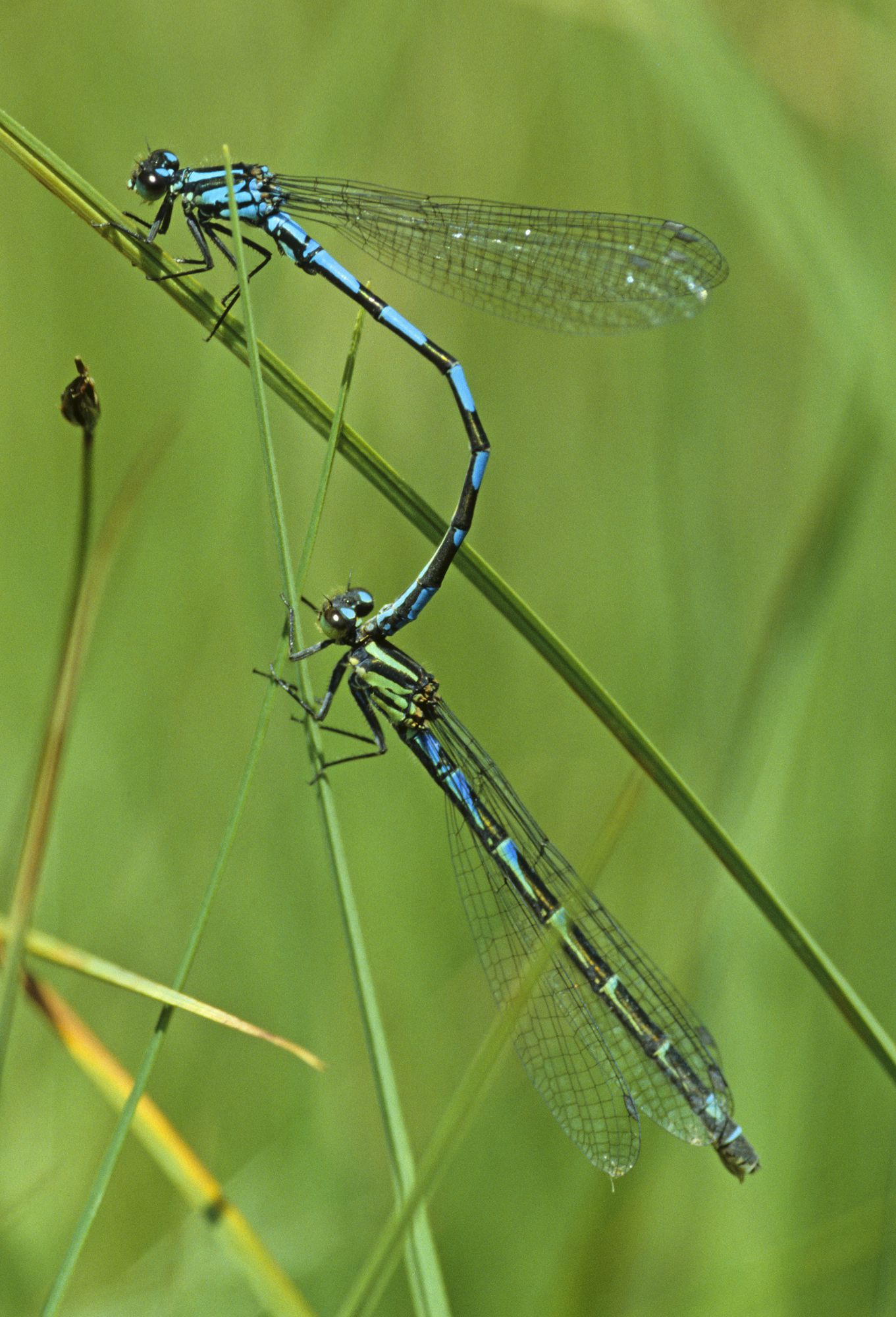 Eine weibliche Sibirische Azurjungfer (Coenagrion hylas)