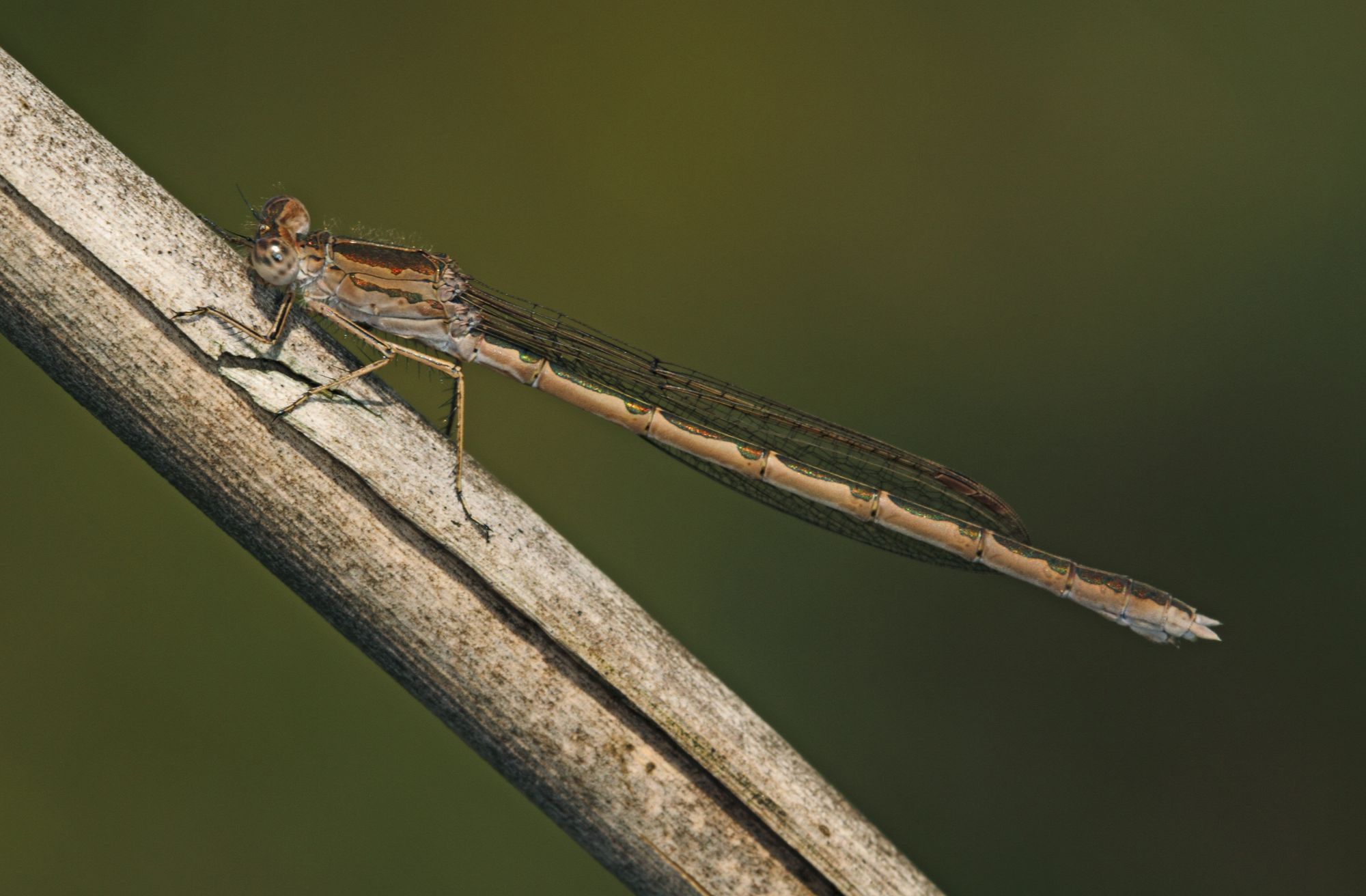 Eine weibliche Sibirische Winterlibelle (Sympecma paedisca)