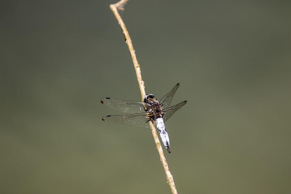 Männchen des Spitzenflecks (Foto: Falko Heidecke)