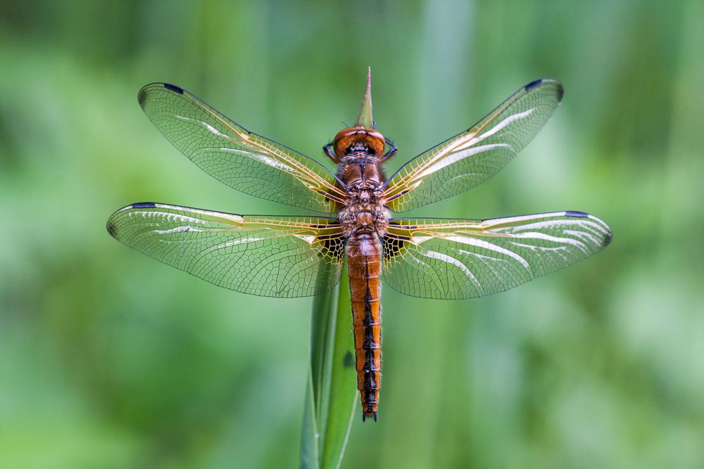 Weibchen des Spitzenflecks (Foto: Falko Heidecke)