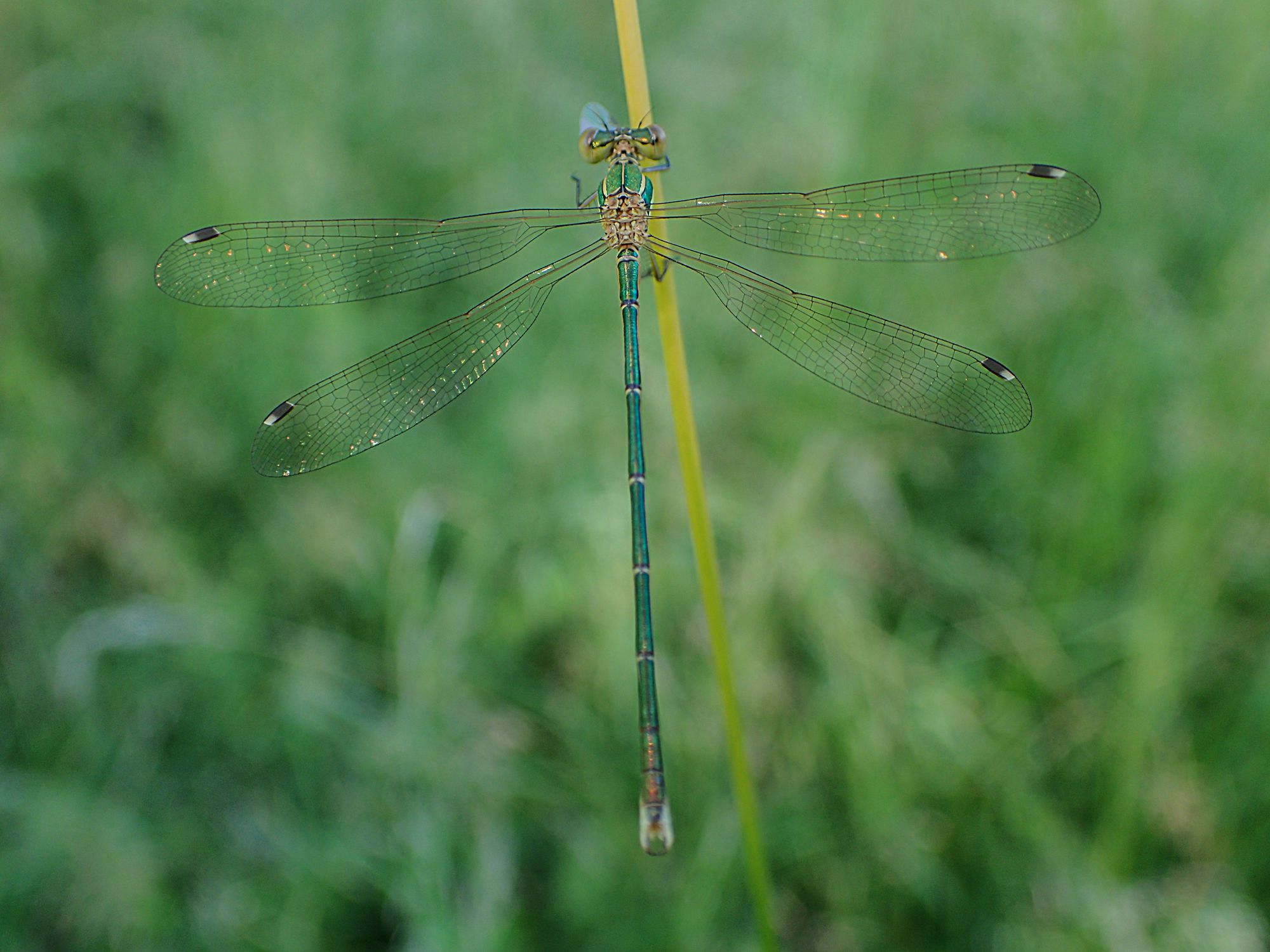 Eine männliche Südliche Binsenjungfer (Lestes barbarus) mit ausgebreiteten Flügeln.