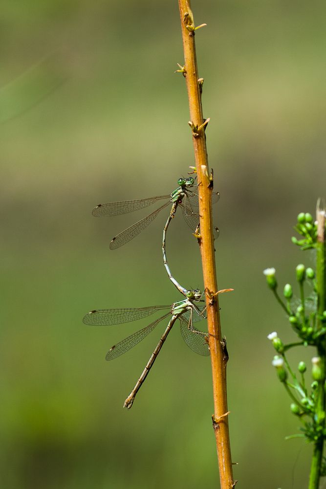 Zwei Südliche Binsenjungfern (Lestes barbarus) sitzen auf einem Ast und bilden die Paarungskette. Das Weibchen (unten) wird vom Männchen am Kopf gehalten.