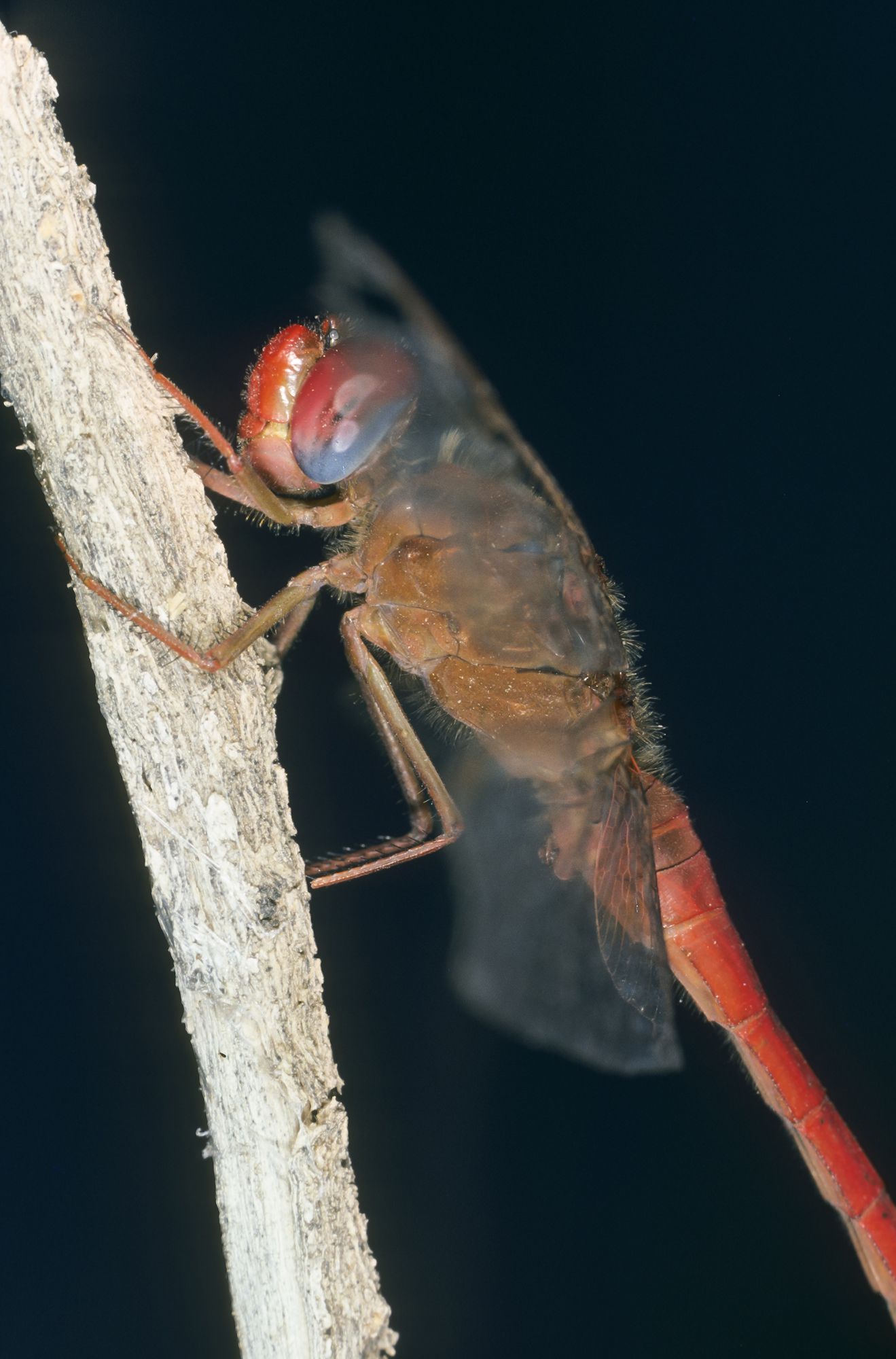 Männchen der Südlichen Heidelibelle (Foto: Frank Hecker)