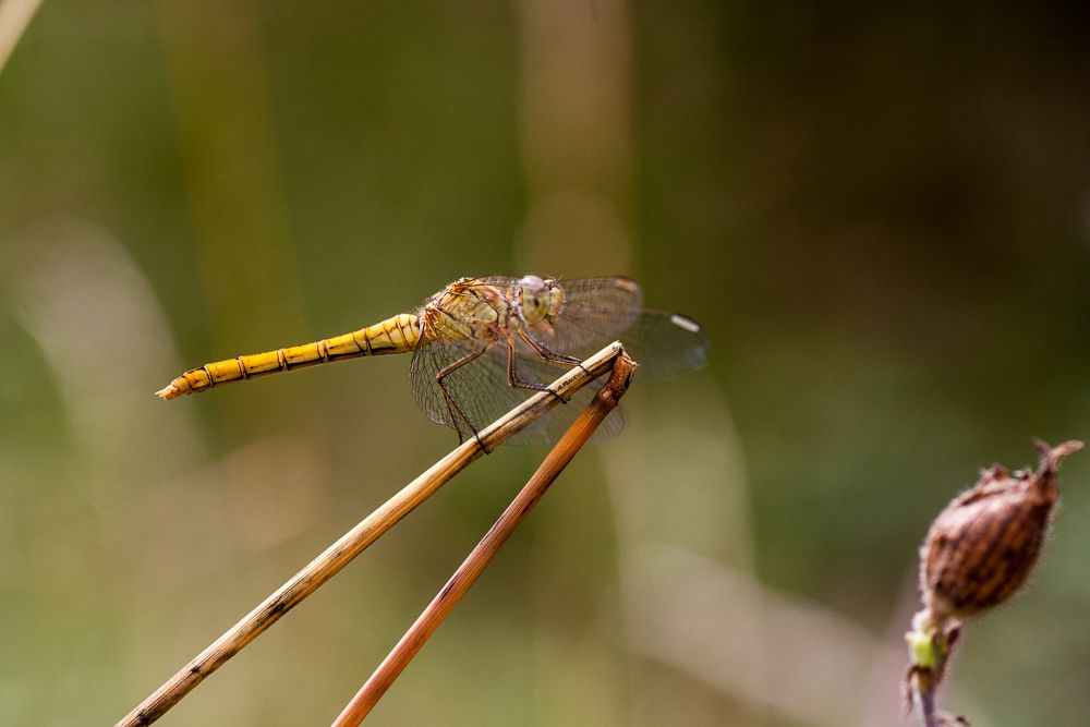 Weibchen der Südlichen Heidelibelle (Foto: Falko Heidecke)