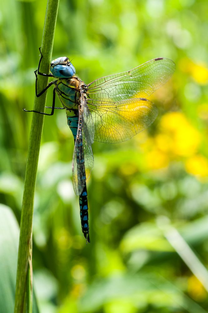 Eine männliche Südliche Mosaikjungfer (Aeshna affinis)