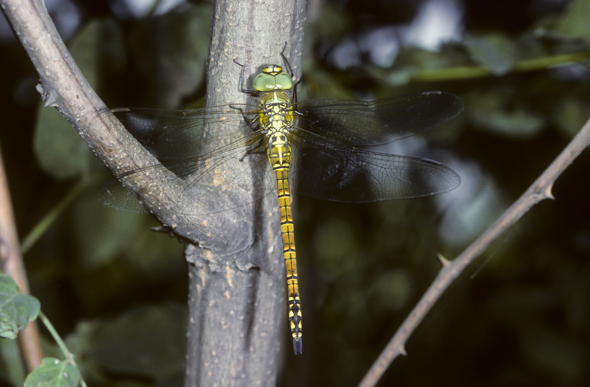 Eine weibliche Südliche Mosaikjungfer (Aeshna affinis)