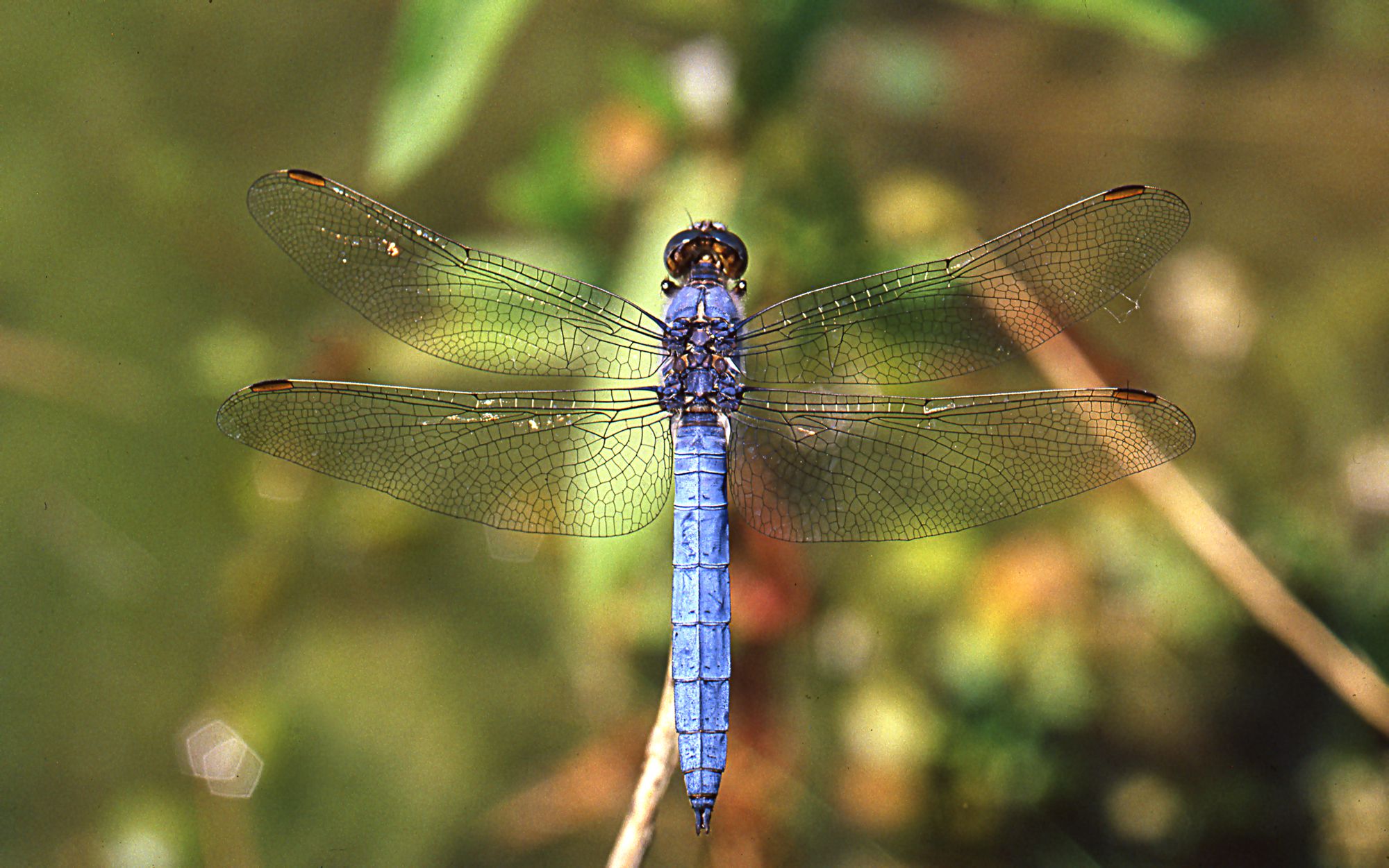 Ein männlicher Südlicher Blaupfeil (Orthetrum brunneum)