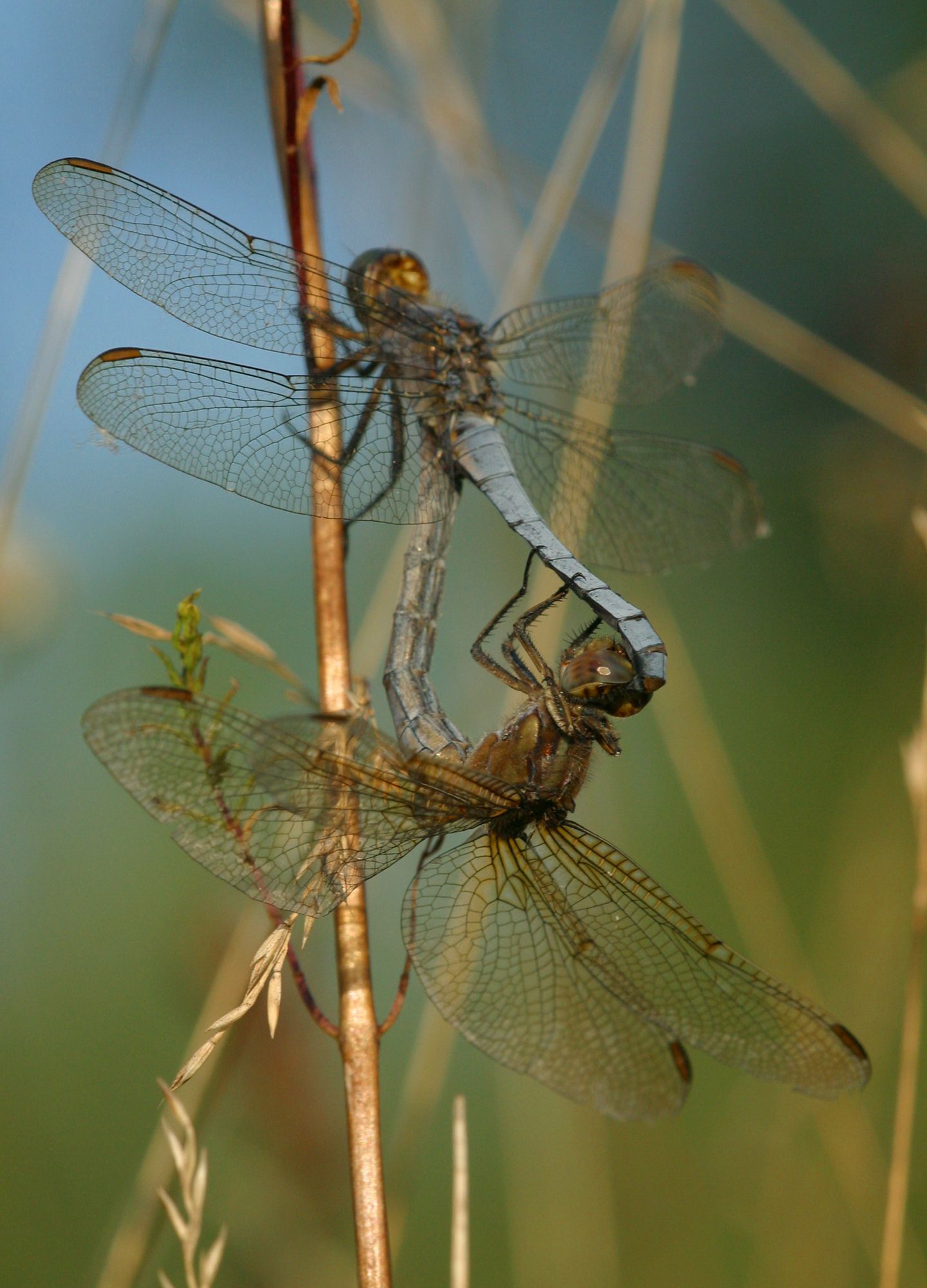 Südlicher Blaupfeil (Orthetrum brunneum) bei der Paarung, das Weibchen (unten) wird vom Männchen am Kopf gehalten.