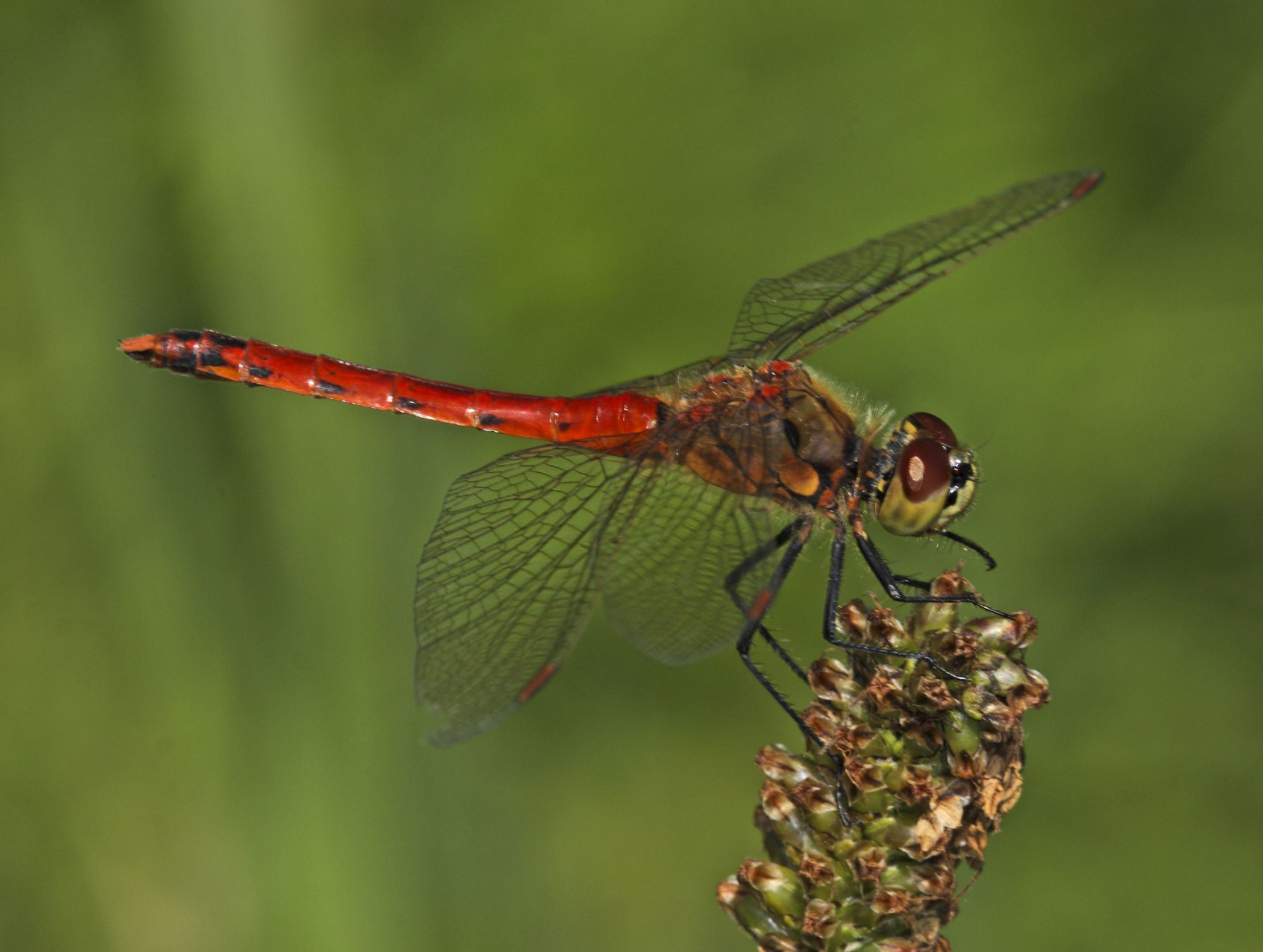 Eine männliche Sumpf-Heidelibelle (Sympetrum depressiusculum)