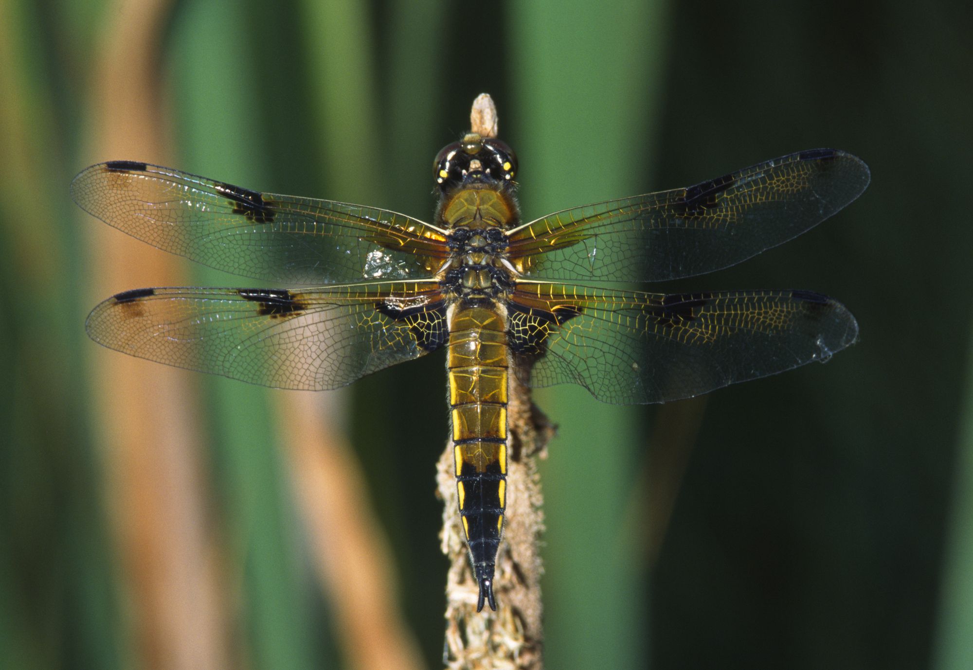 Ein männlicher Vierfleck (Libellula quadrimaculata)