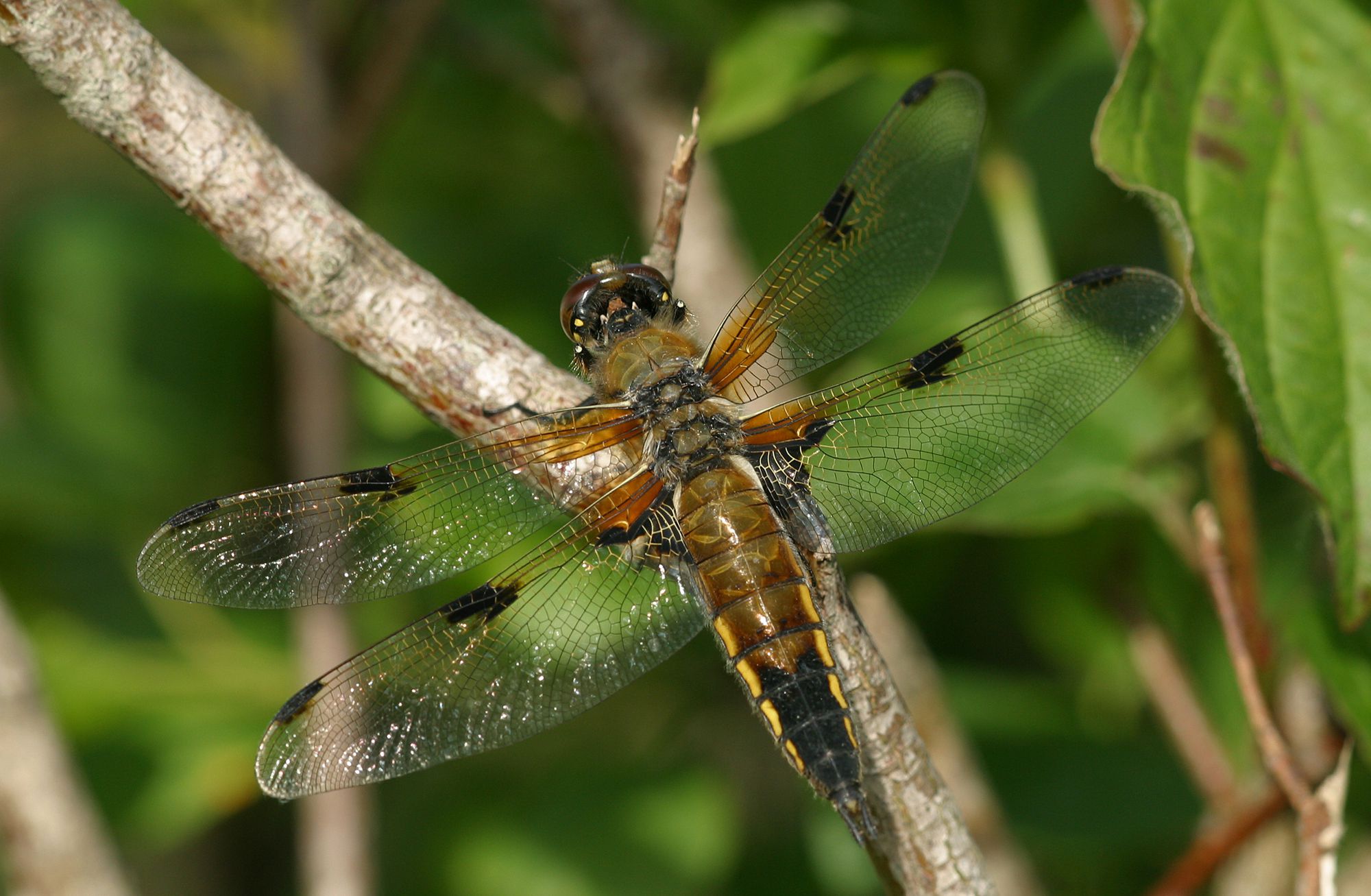 Ein weiblicher Vierfleck (Libellula quadrimaculata)