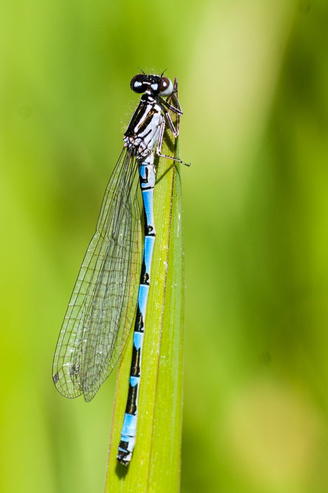 Eine männliche Vogel-Azurjungfer (Coenagrion ornatum) 