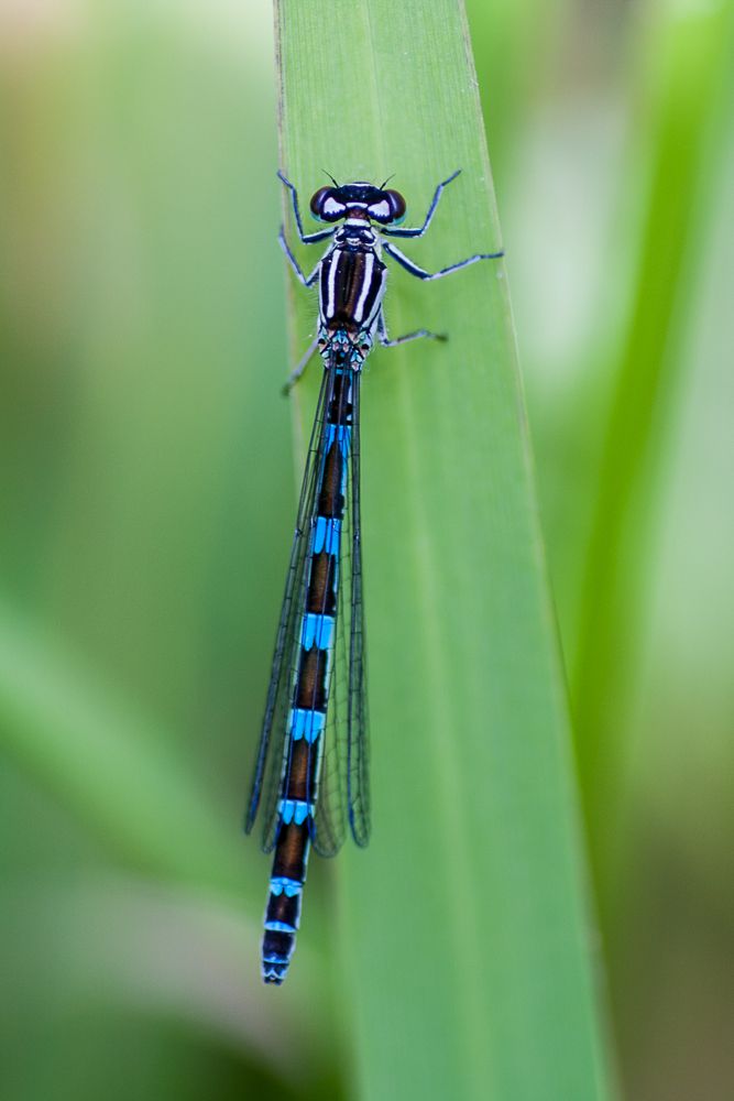 Eine weibliche Vogel-Azurjungfer (Coenagrion ornatum), von oben fotografiert