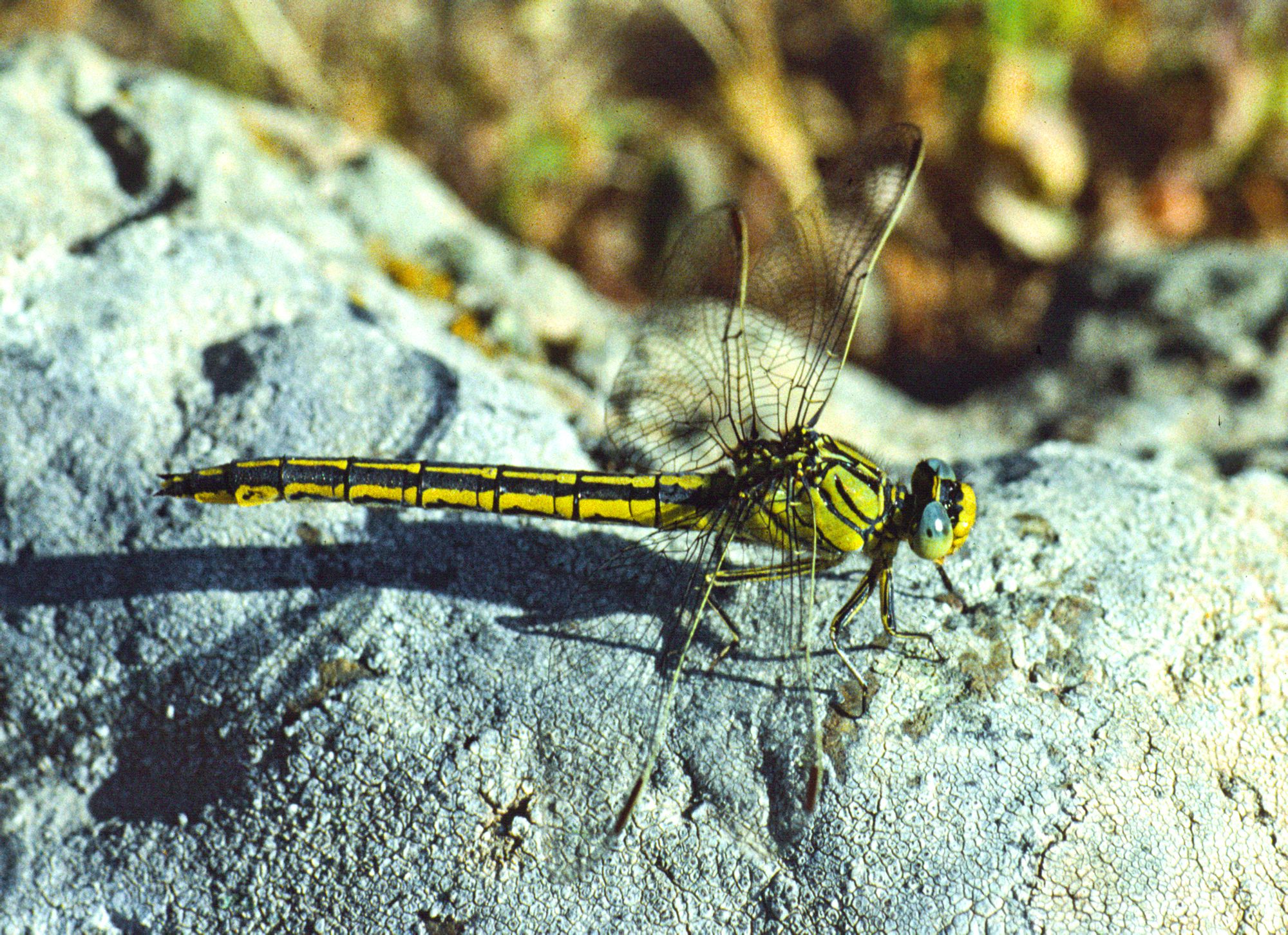 Weibchen der Westlichen Keiljungfer (Foto: Wolfgang Willner)