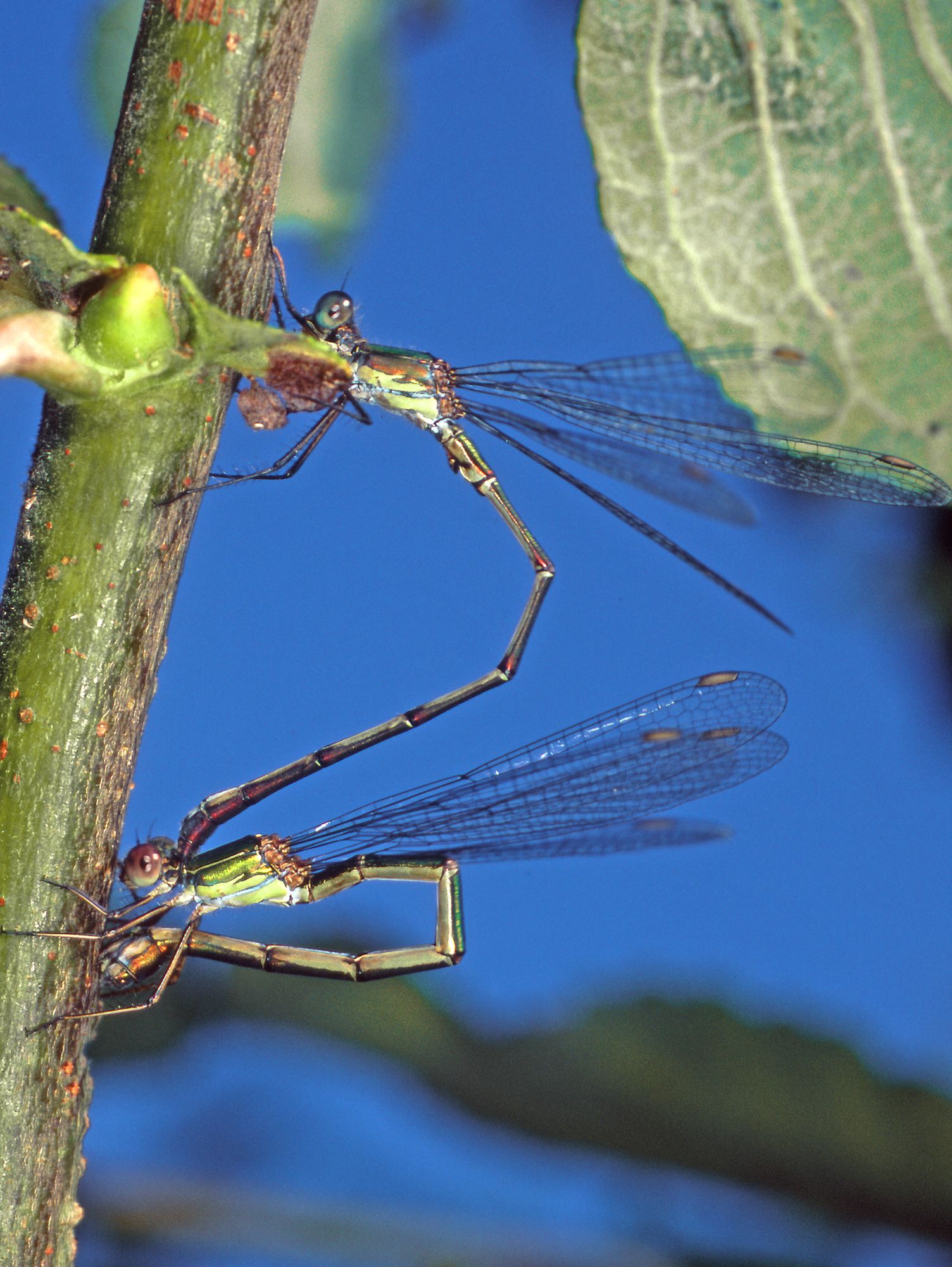 Westliche Weidenjungfern (Chalcolestes viridis) bei der Paarung, das Weibchen (unten) wird vom Männchen am Kopf gehalten.