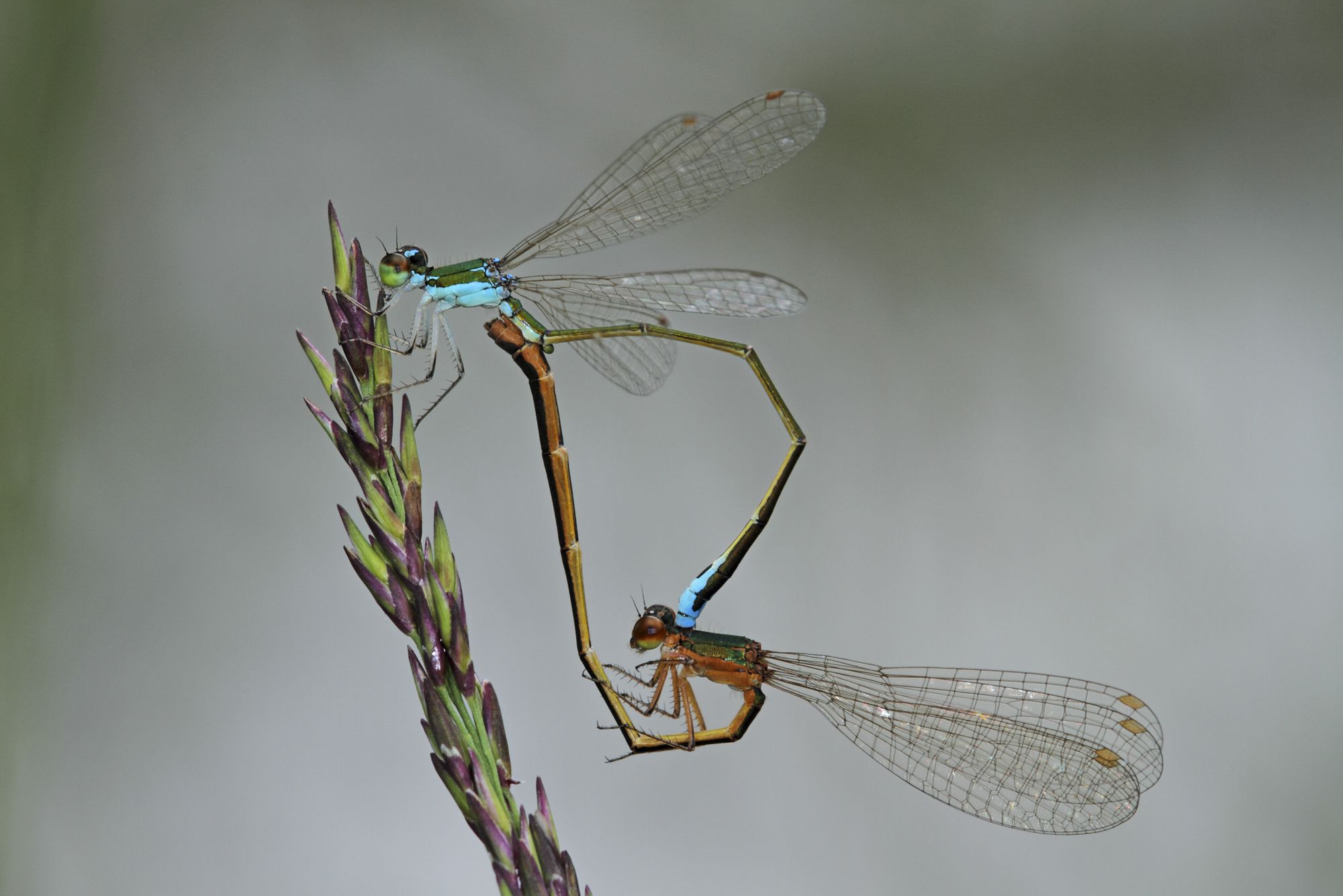 Zwerglibellen (Nehalennia speciosa) bei der Paarung, das Weibchen (unten) wird vom Männchen am Kopf gehalten.