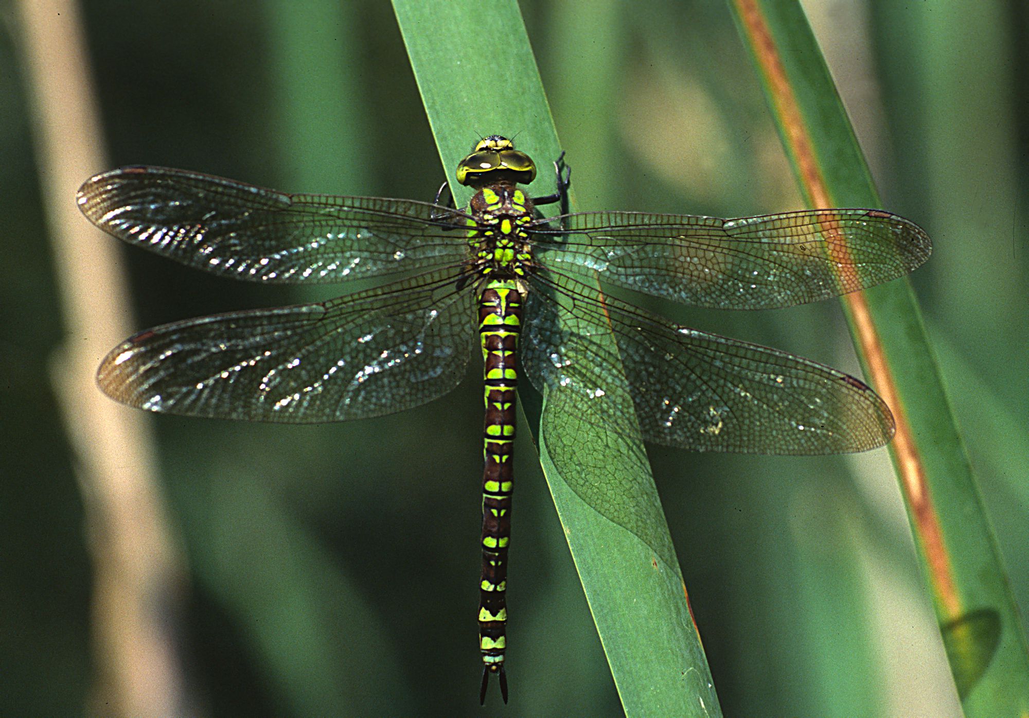 Weibchen der Blaugrünen Mosaikjungfer (Foto: Wolfgang Willner)