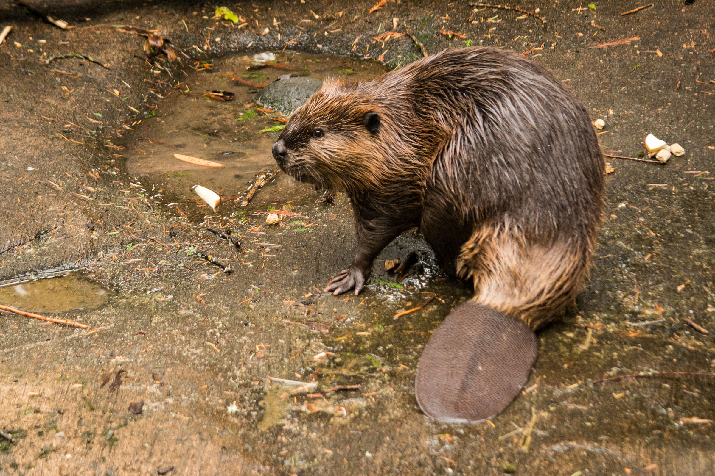 Ein Biber, gut erkennbar mit dem breiten, abgeflachten, ledrigen Schwanz, der sogenannten Kelle. (Foto: GregDPhotos/stock.adobe.com) 