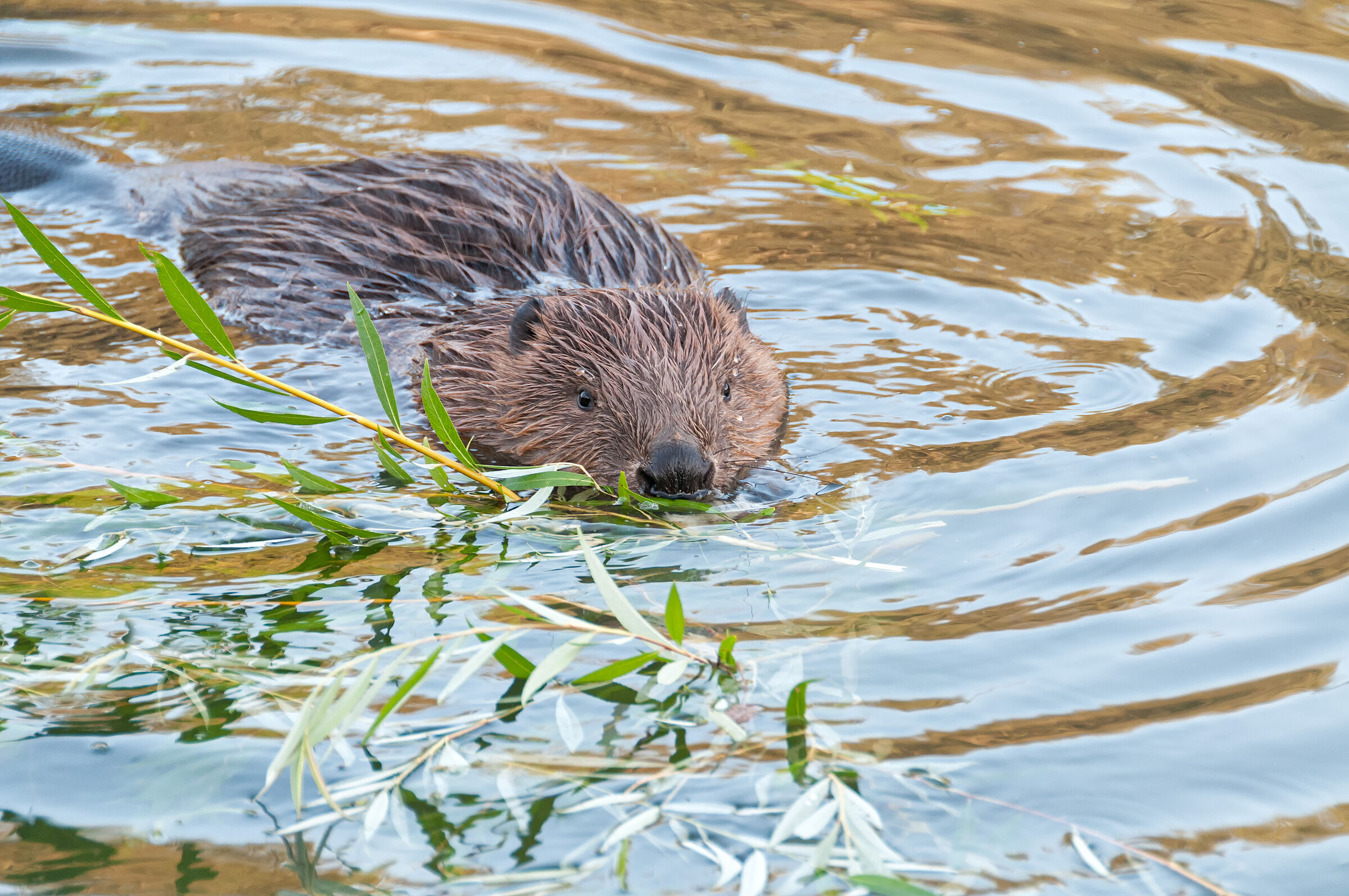 Ein Biber schwimmt auf die Kamera zu. (shujaa 777/stock.adobe.com)