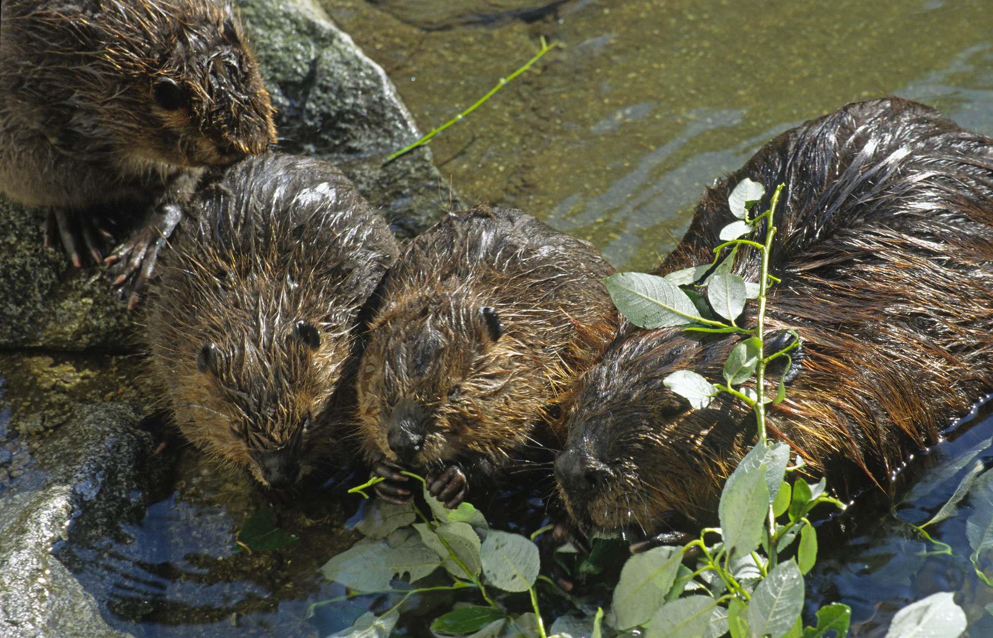 Ihren Lebensraum teilen die Biber mit den Jungen aus den vergangenen zwei Jahren.(Foto: Wolfgang Willner)