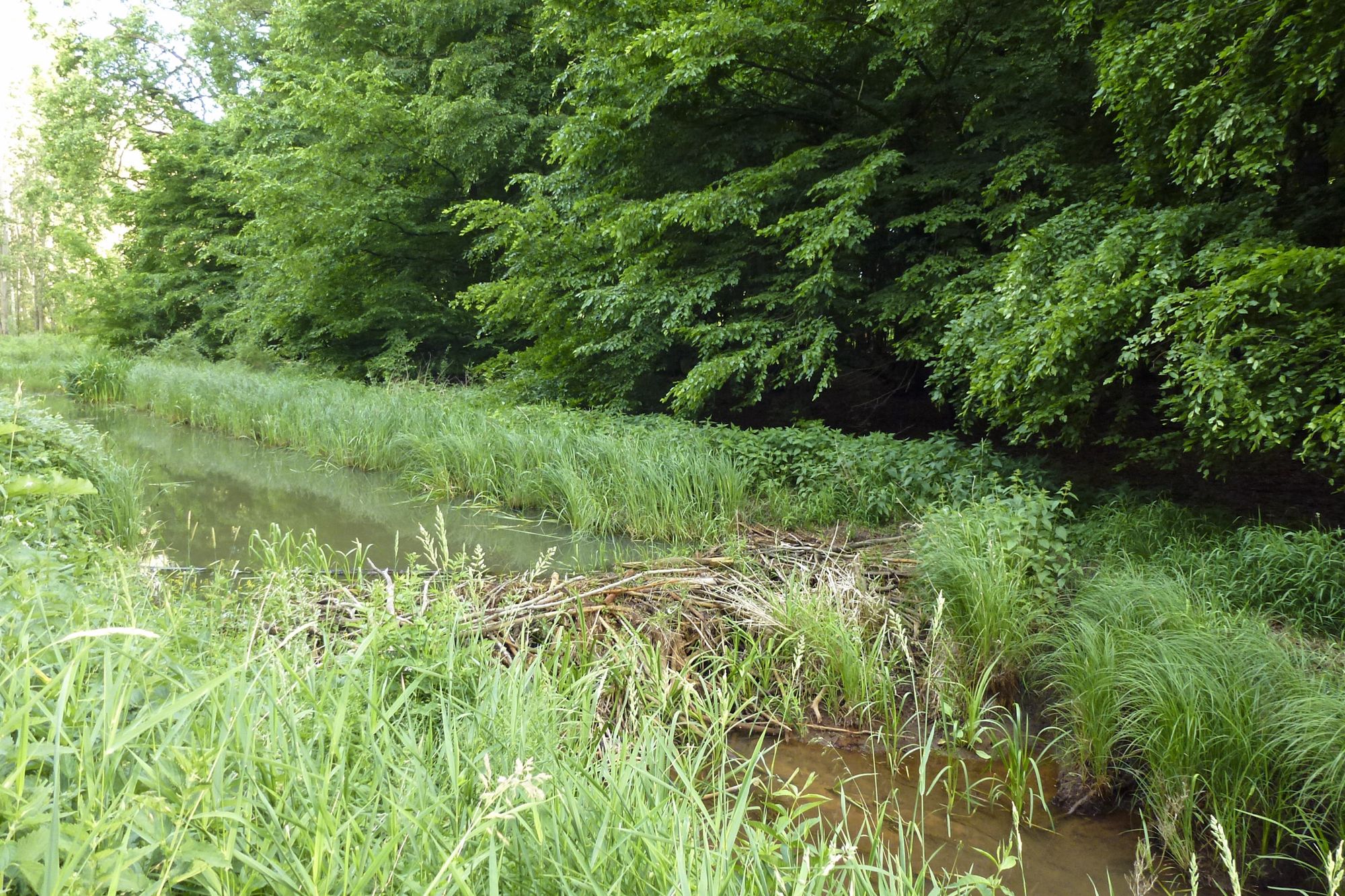 Ein Biberdamm staut das Wasser in einem Bach, die angrenzende Aue wird überschwemmt: Biberschäden sind nicht ganz auszuschließen – oft aber vermeidbar (Foto: Ralph Frank)