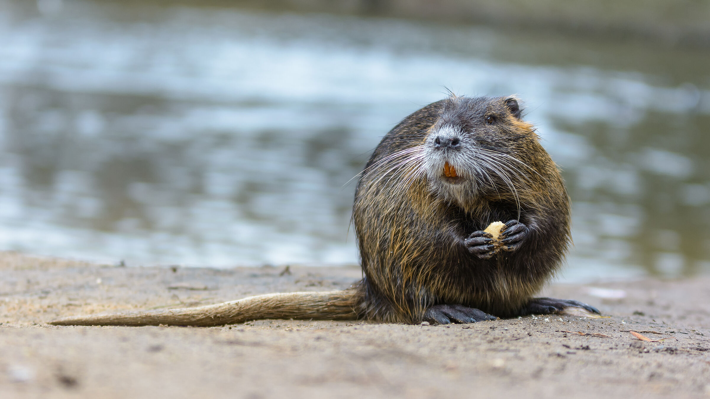 Ein Nutria schaut in die Kamera. Sein Schwanz ist rund und behaart. (Foto: lichtpinzel/stock.adobe.com)