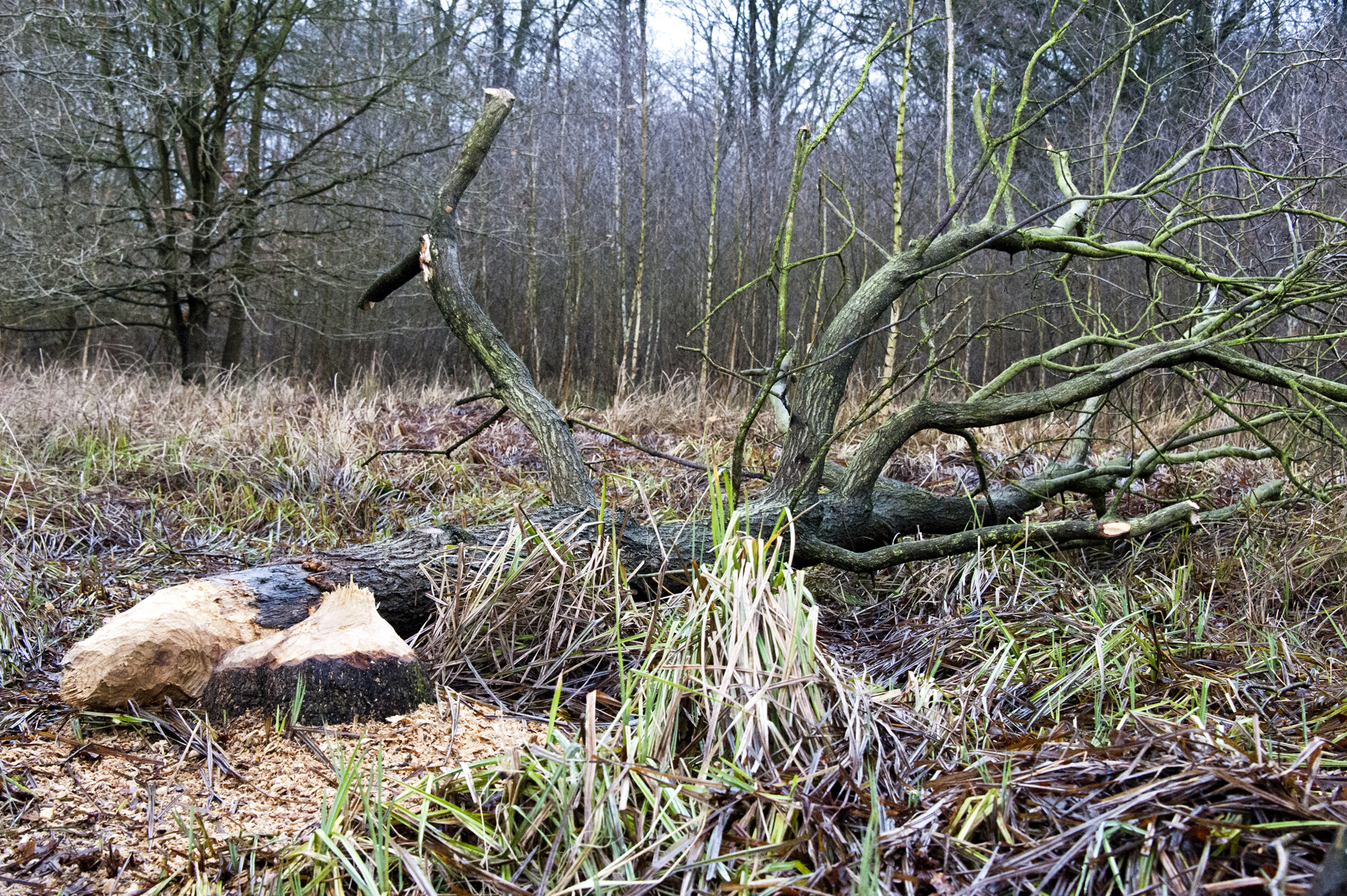 Ein vom Biber gefällter Baum: Typische Auwaldbäume wie Weide oder Erle schlagen aus den Baumstümpfen wieder aus. (Foto: Ralph Frank)