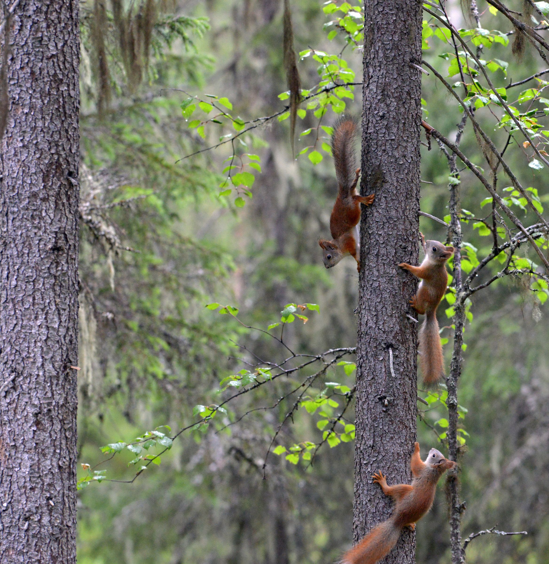 Paarungsjagd: Drei Eichhörnchen jagen sich an einem Baumstamm