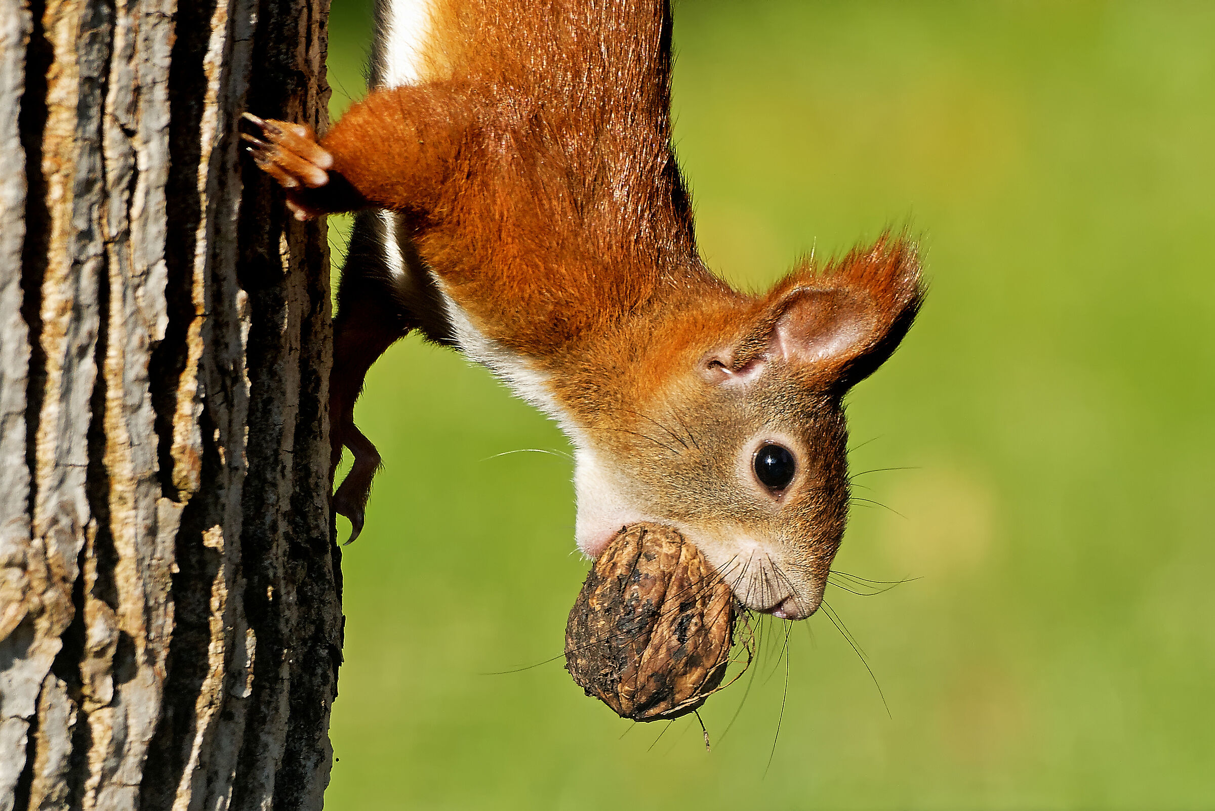 Ein Eichhörnchen läuft mit einer Walnuss im Mund kopfüber einen Baumstamm hinab