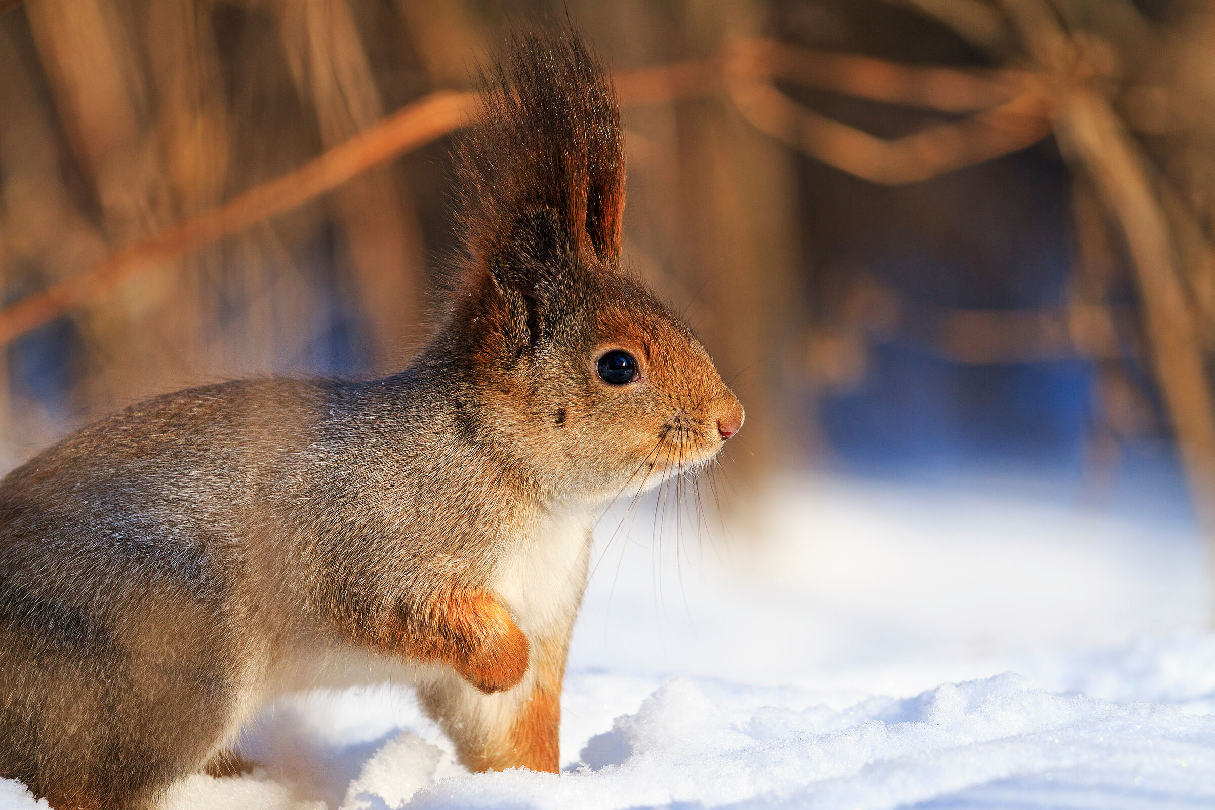Nahaufnahme eines Eichhörnchens im Winter mit erhobener Vorderpfote