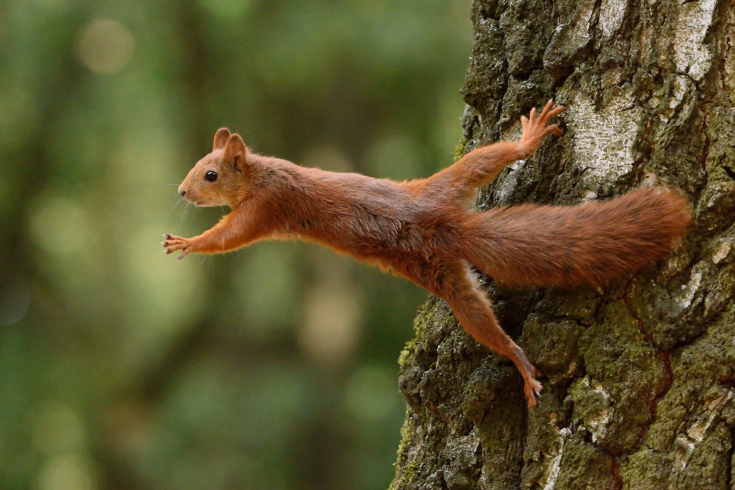 Ein rotes Eichhörnchen hält sich mit seinen Hinterfüßen am Baum fest während es seine vorderen Gliedmaßen in die Luft streckt