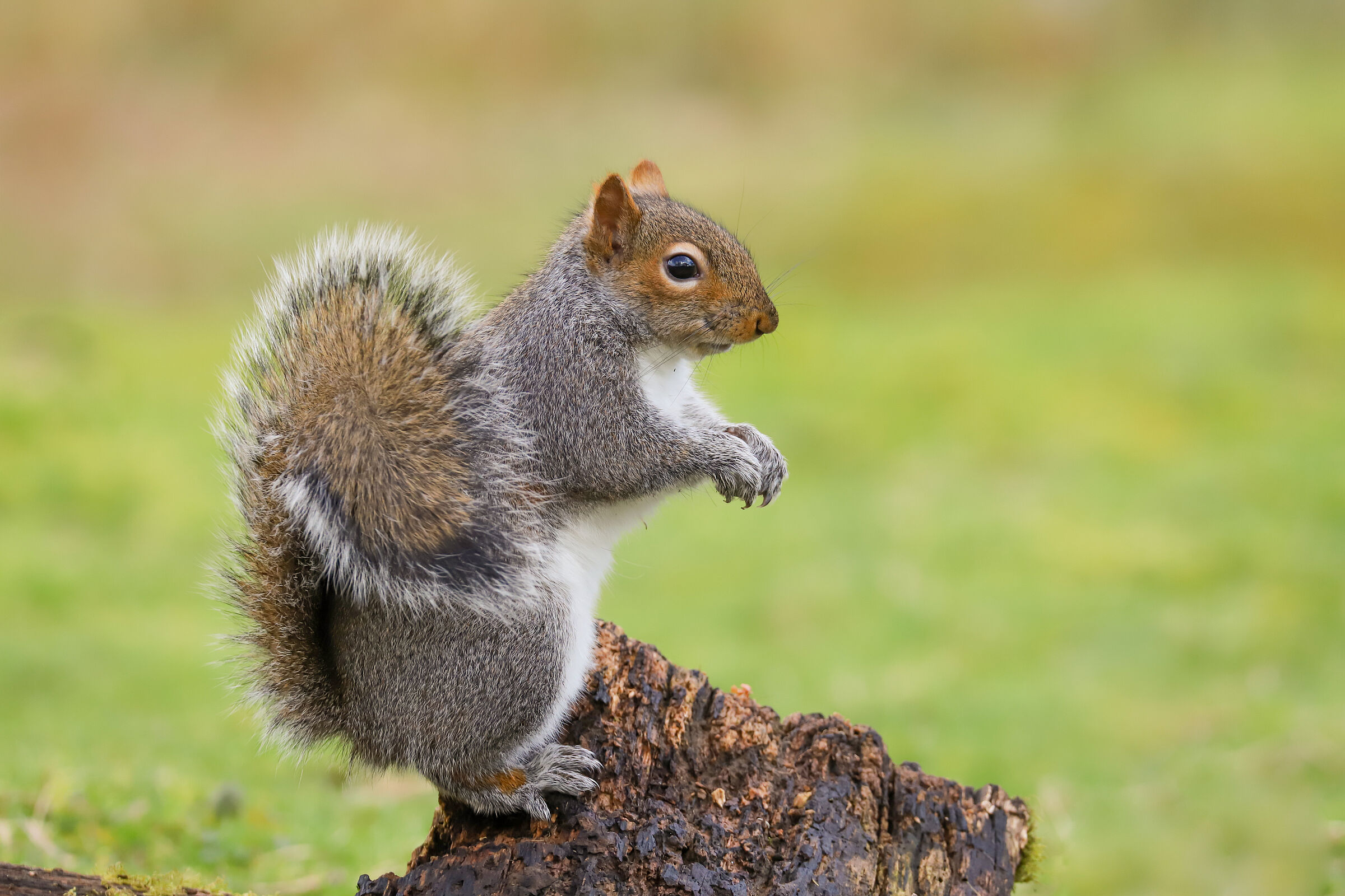 Ein nordamerikanisches Grauhörnchen mit grauem Rücken und weißem Bauch sitzt auf einem Baumstumpf. Die eingeschleppten Grauhörnchen wären unseren einheimischen Eichhörnchen deutlich überlegen, doch in Deutschland gibt es bisher keinen gesicherten Nachweis der nordamerikanischen Art. (Foto: Helen Davies/stock.adobe.com) 