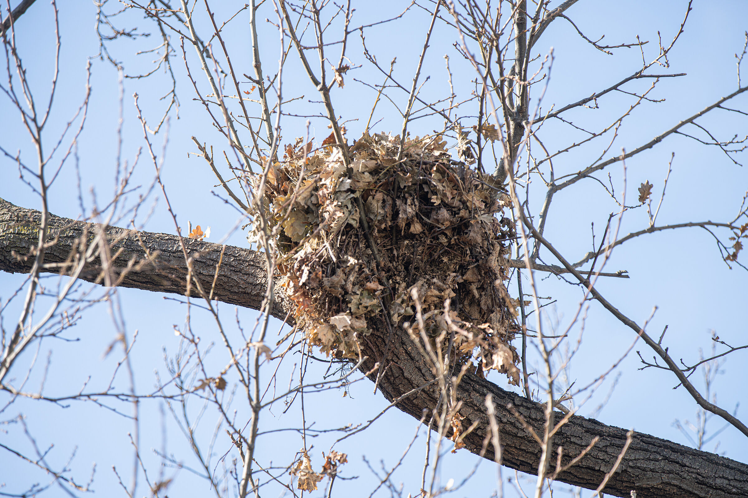 Aus Zweigen und Laub gebautes Nest eines Eichhörnchens im Baum. Hoch oben in den Bäumen richten sich Eichhörnchen ihren sogenannten Kobel ein. (Foto: J.A./stock.adobe.com) 