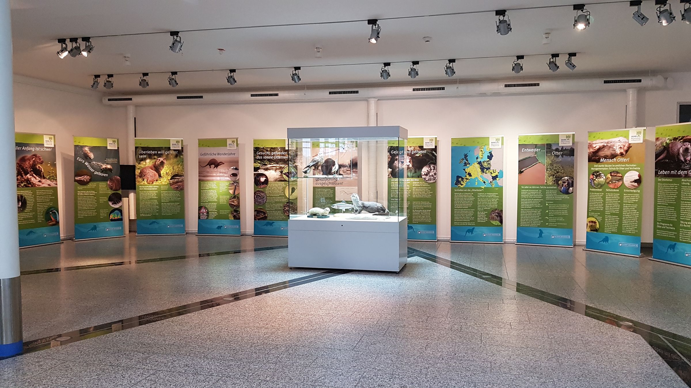 Bild von der Fischotter-Ausstellung mit Schautafeln und Fischotter in Glasvitrine (Foto: BUND Naturschutz)