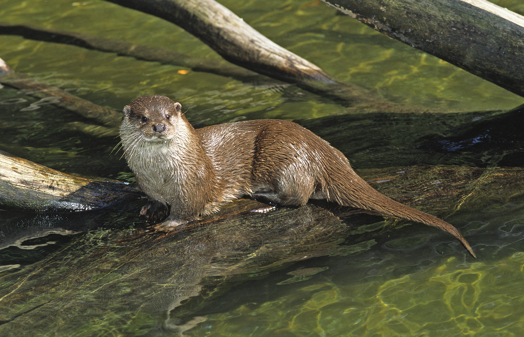 Fischotter auf einem Stamm im Wasser: Der Fischotter-Lebensraum muss den scheuen Tieren viele Möglichkeiten zum Verstecken bieten. (Foto: Wolfgang Willner)