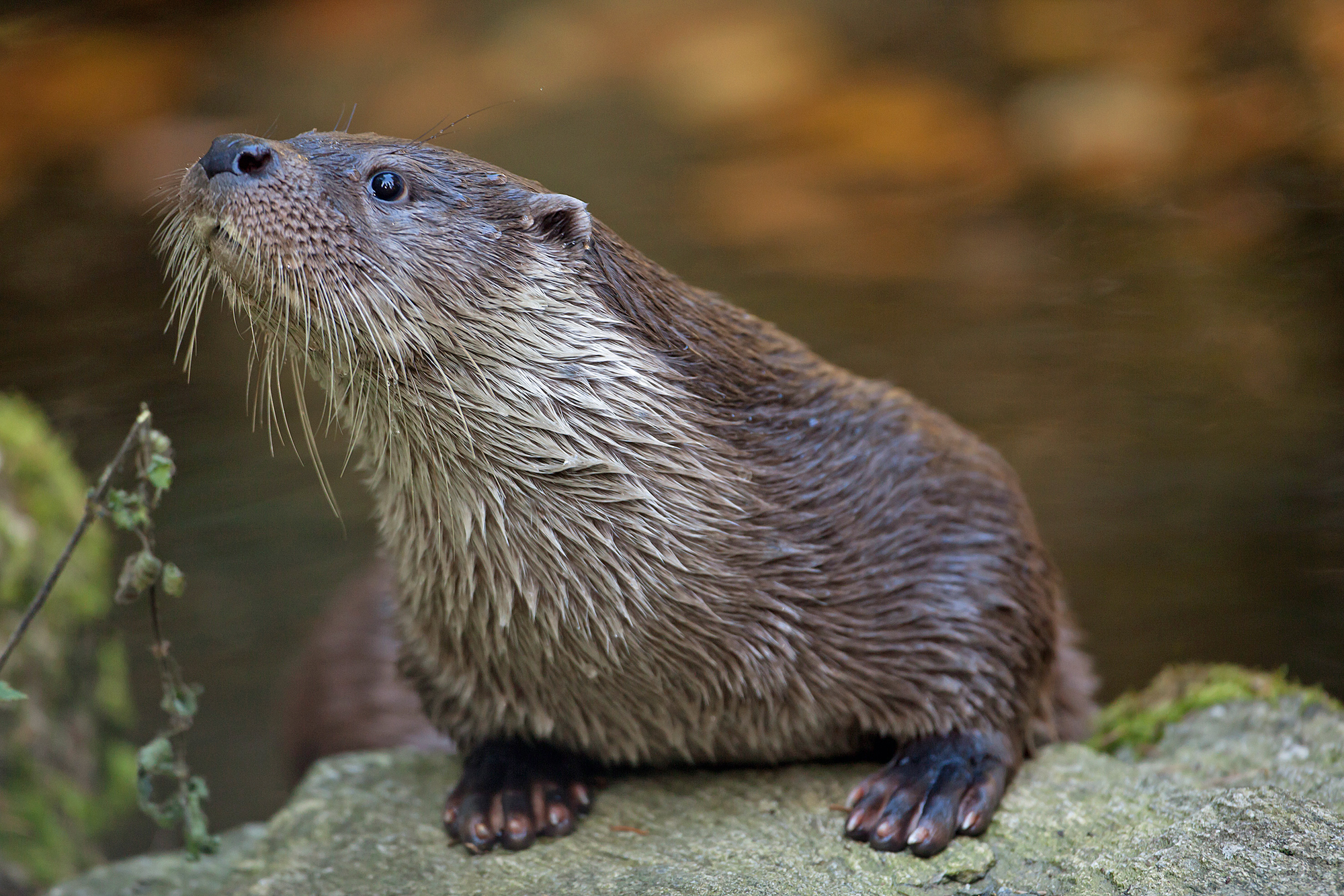 Ein Fischotter auf einem Stein (Foto: Wolfgang Willner)