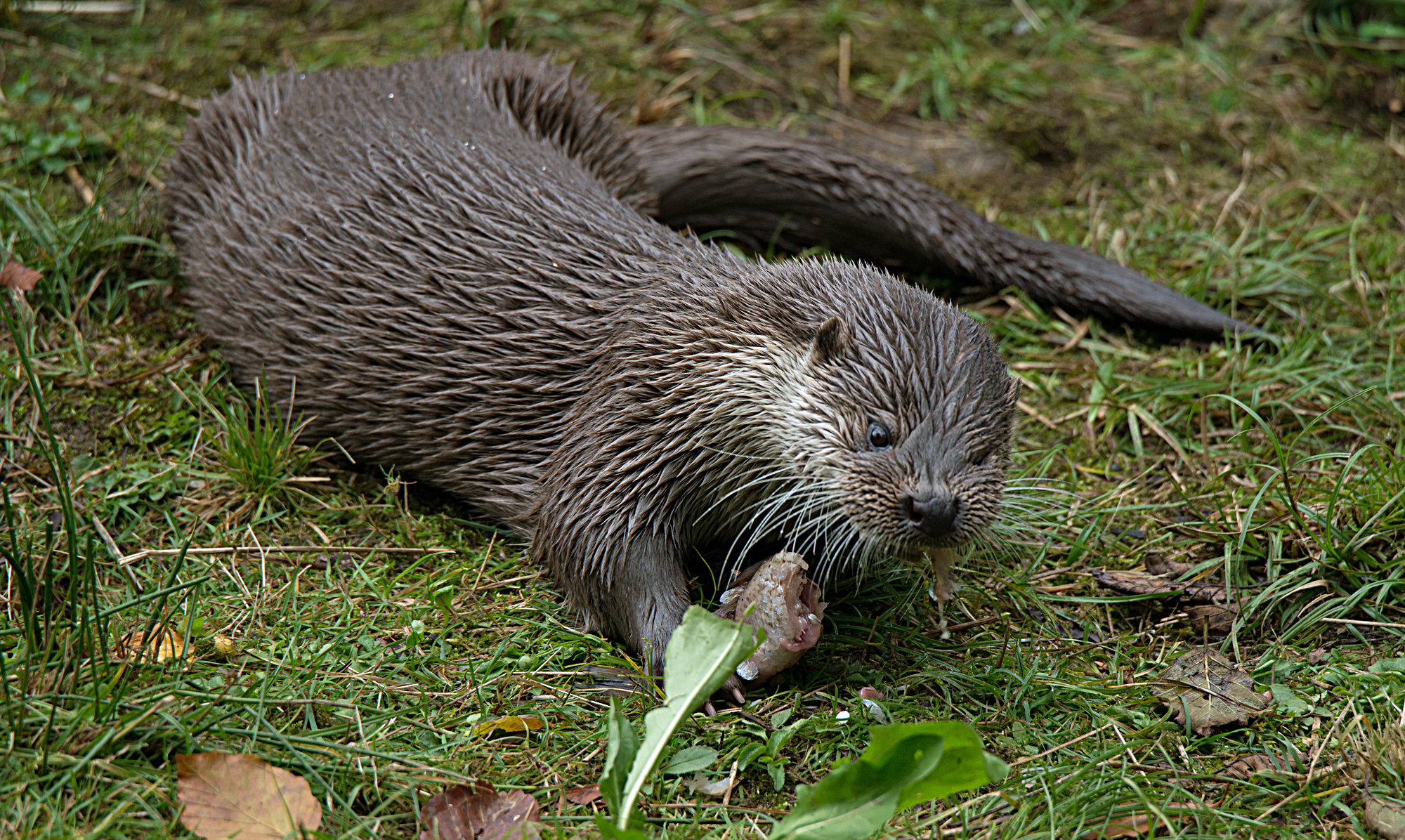 Fischotter frisst einen erbeuteten Fisch: Als Nahrungsopportunist frisst der Otter alles, was für ihn eine leichte Beute darstellt. (Foto: Wolfgang Willner)