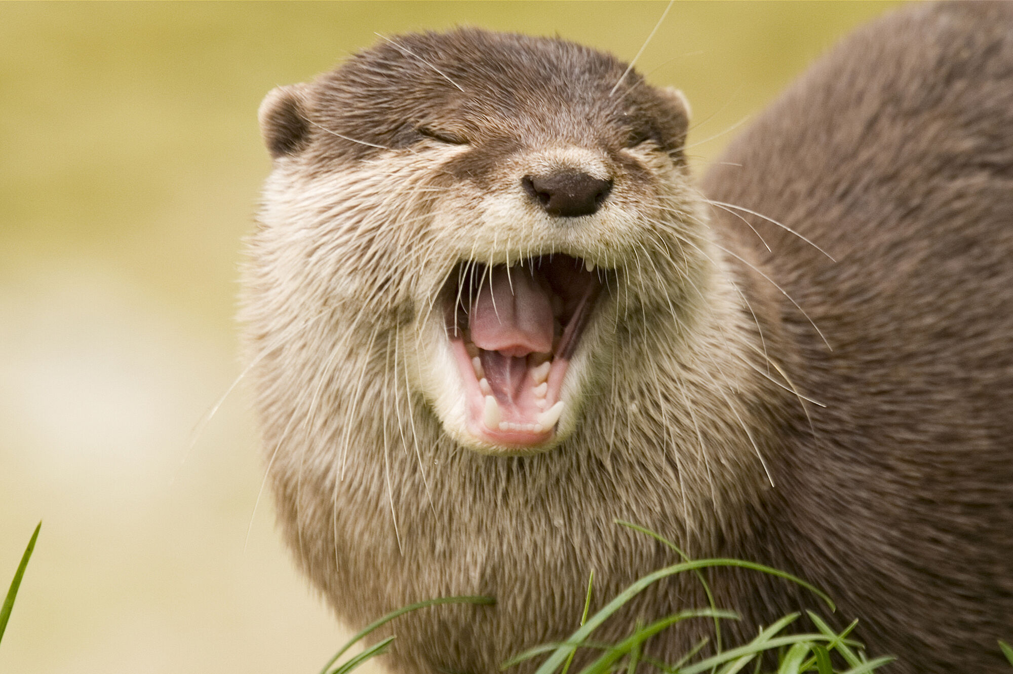 Ein Fischotter mit aufgerissenem Maul, man sieht die Fangzähne. Der Fischotter benötigt rund ein Kilo Nahrung pro Tag. (Foto: Stephen Meese/adobe.stock.com) 