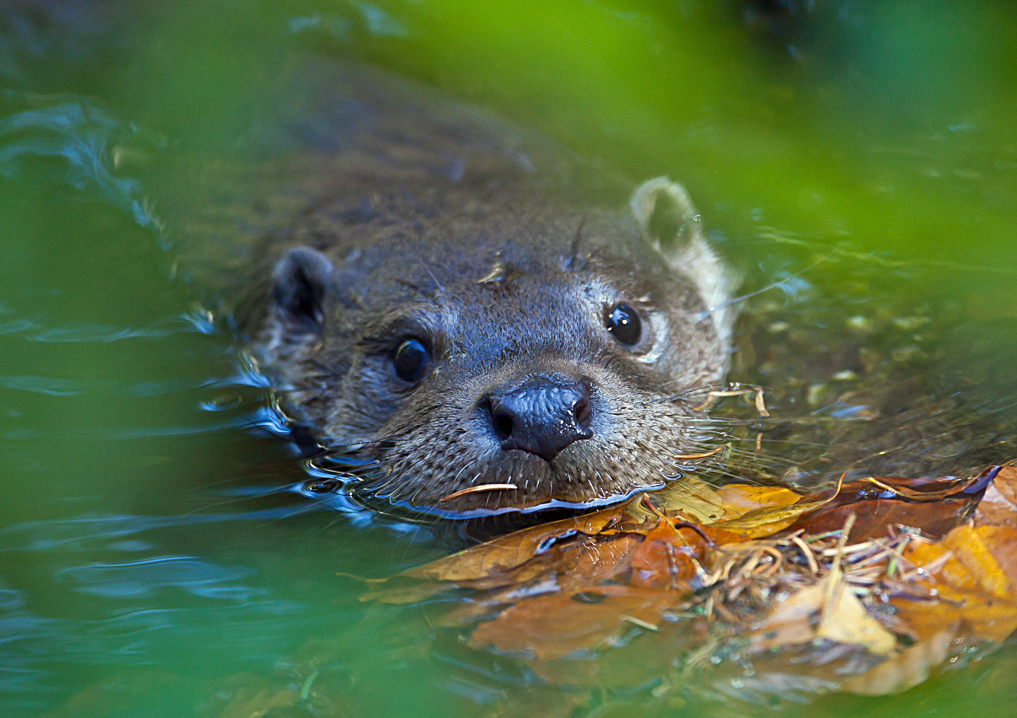 Nahaufnahme ins Gesicht eines schwimmenden Fischotters (Foto: Wolfgang Willner)